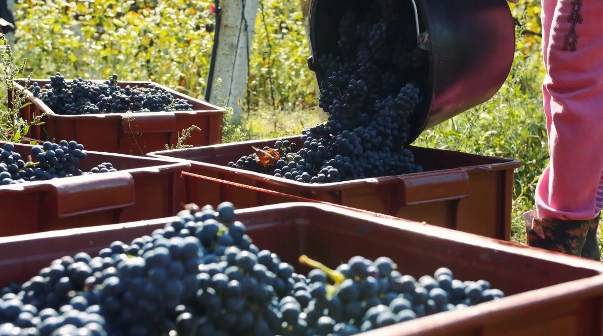 julien montes folly syrah 1.jpg