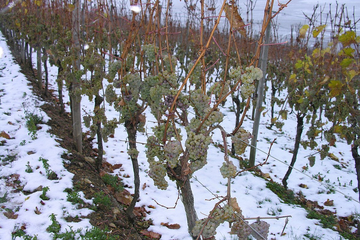 1200px-Frozen_grapes_in_Luxembourg.jpg