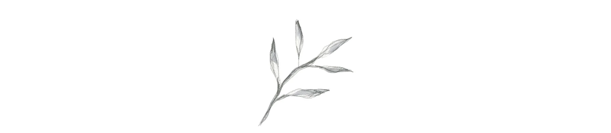 leaf-illustration.jpg