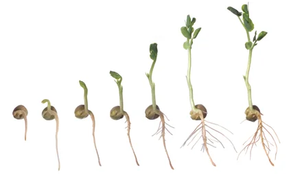 PeaSeed-1.jpg