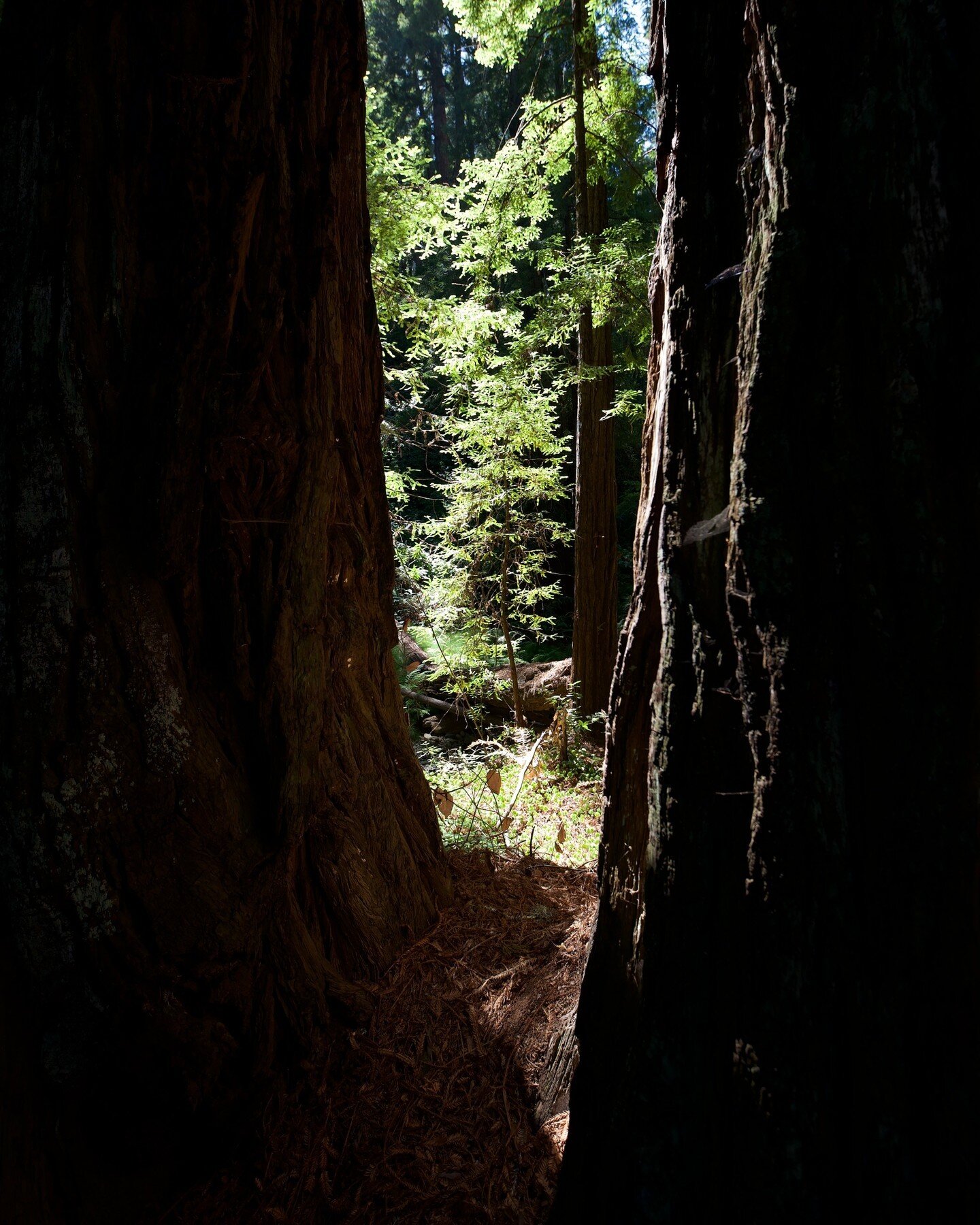 Seeing the forest through the trees. California's redwoods are among the tallest trees on Earth and are sustained by the regular fog that blankets these groves. A shaded walk beneath a tall canopy of green is a welcome change in pace from the cities 