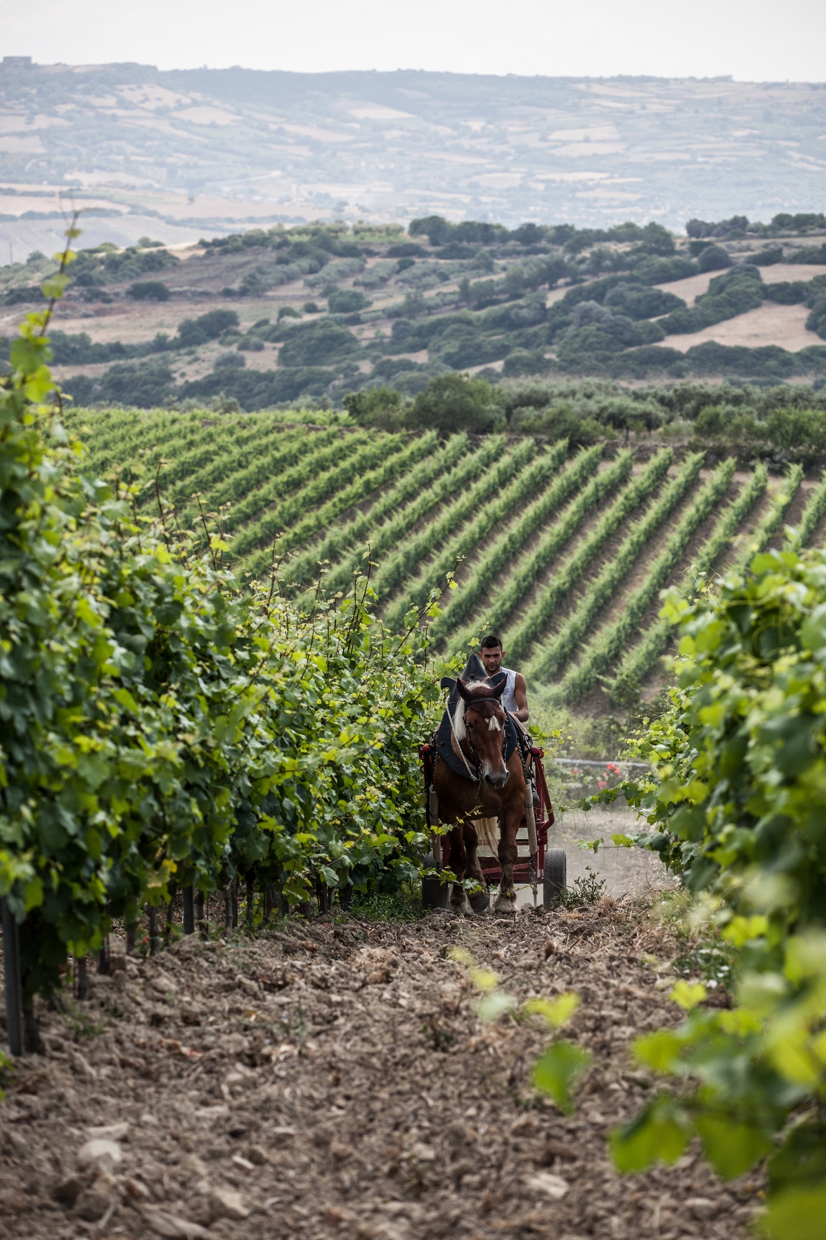 Olianas Vineyard.jpg