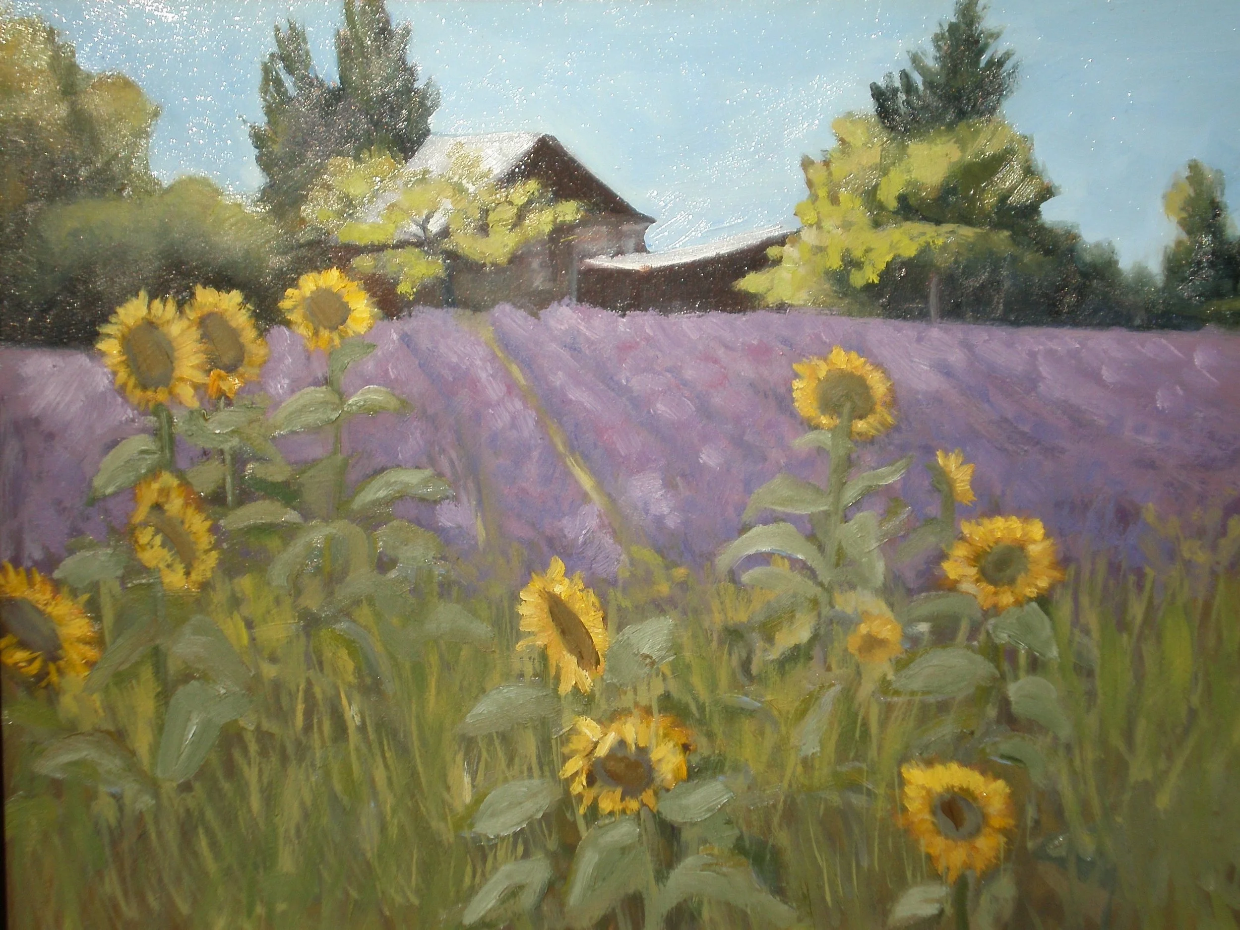 Sunflowers