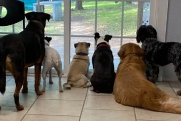 Fossil Ridge Doggie Playcare