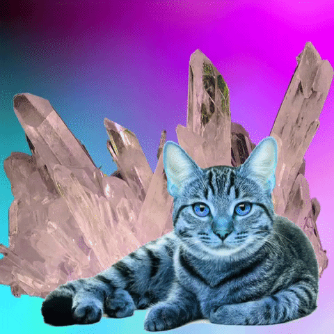 Cat Lol GIF by MUTANT MAGIC-downsized_large.gif