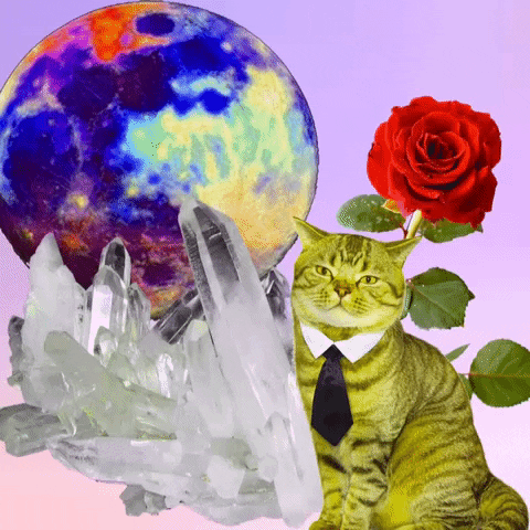 Cat GIF by MUTANT MAGIC-downsized_large.gif