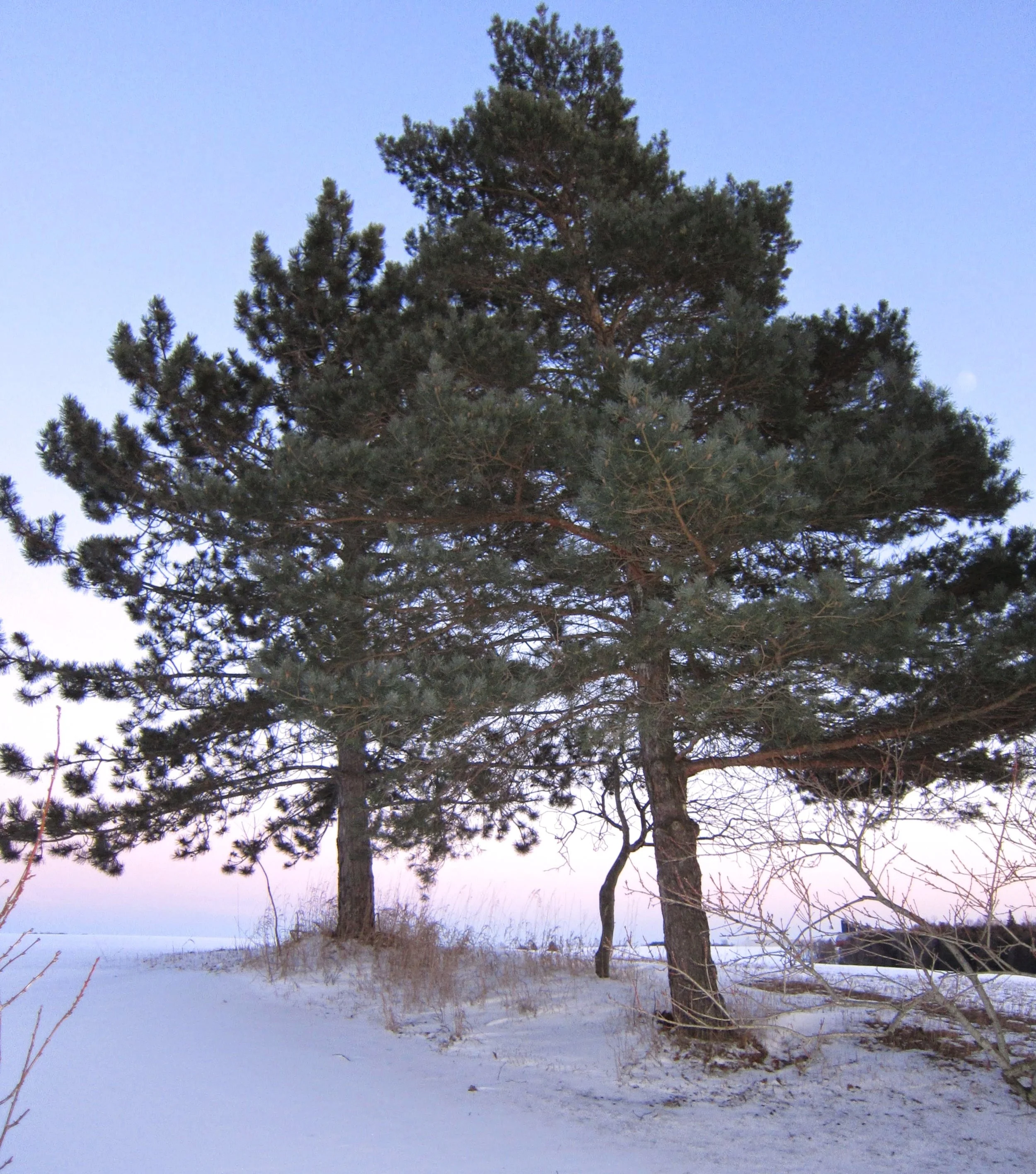 2013 winter farm field.JPG