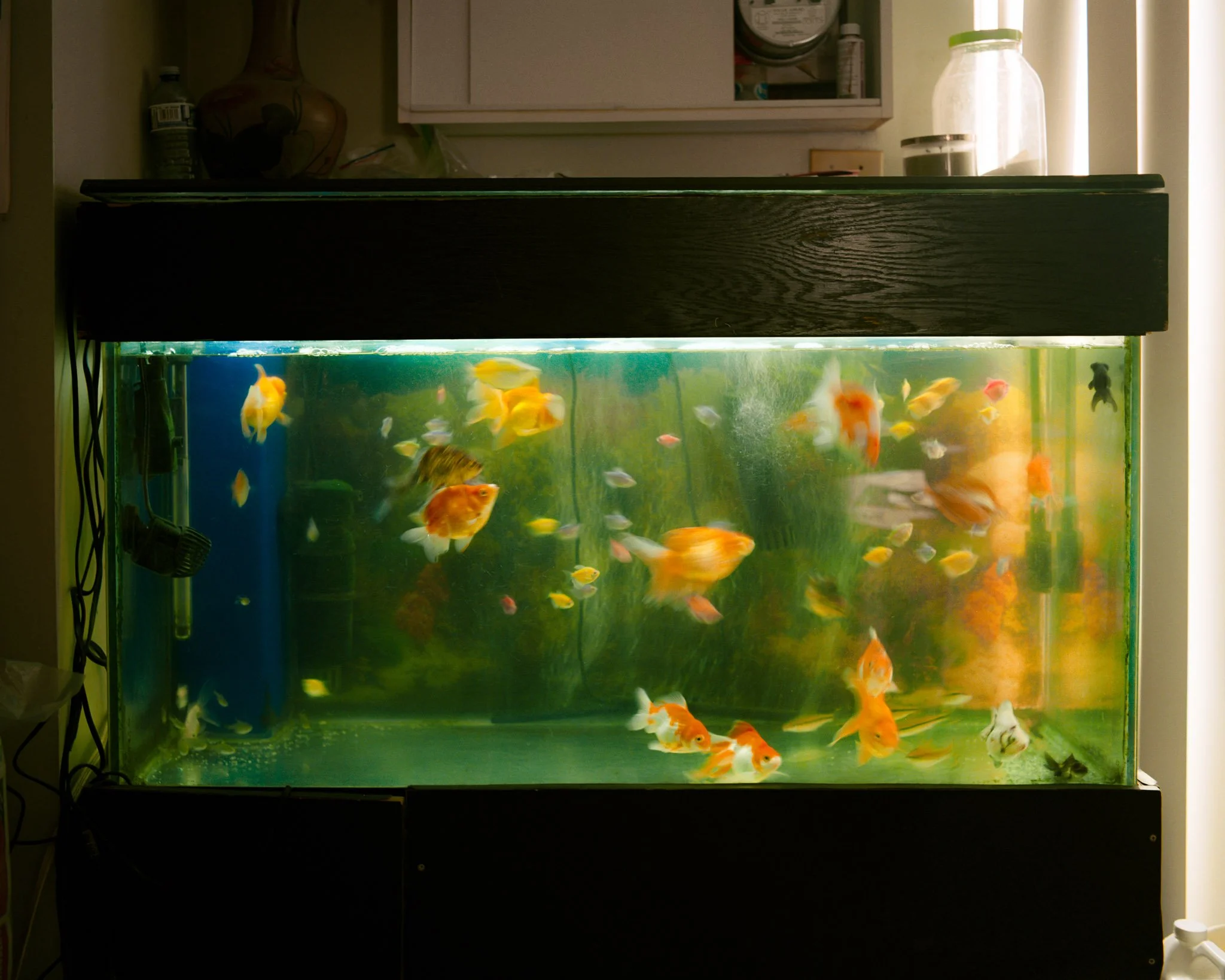 fishes-Modifier-1.jpg