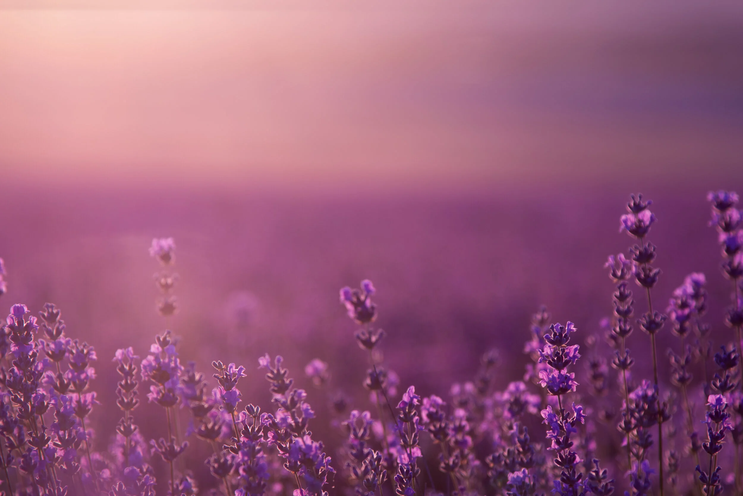 Purple field.jpeg