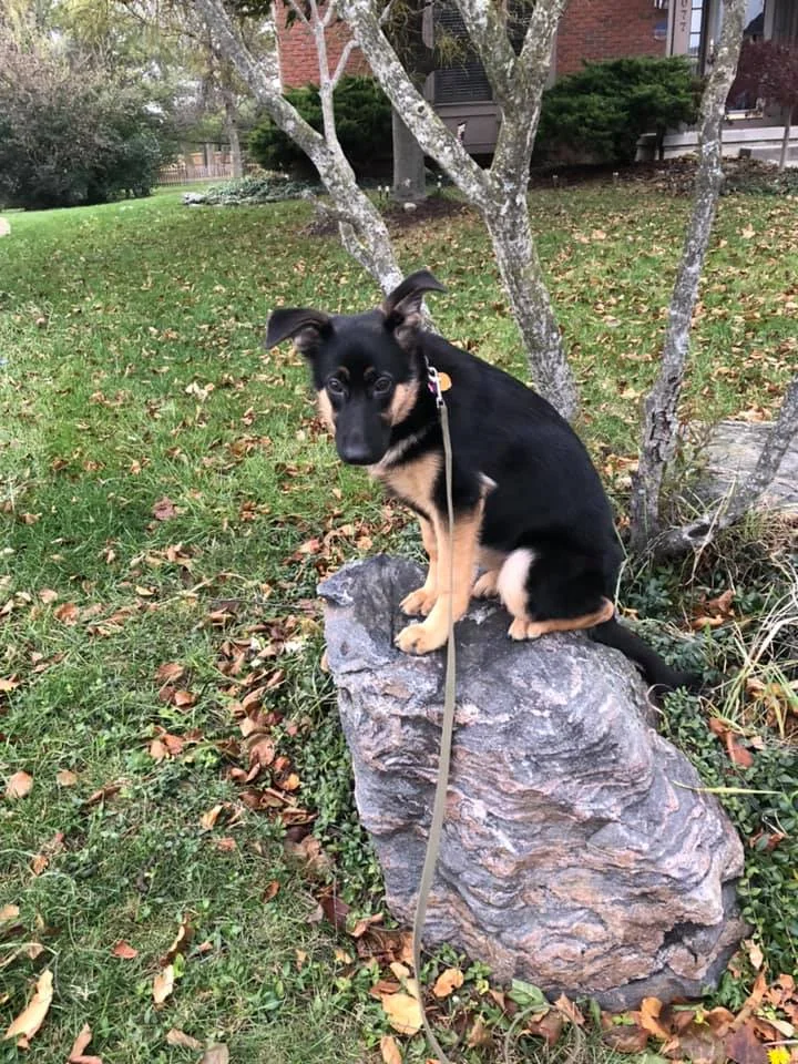 bailey.jpg