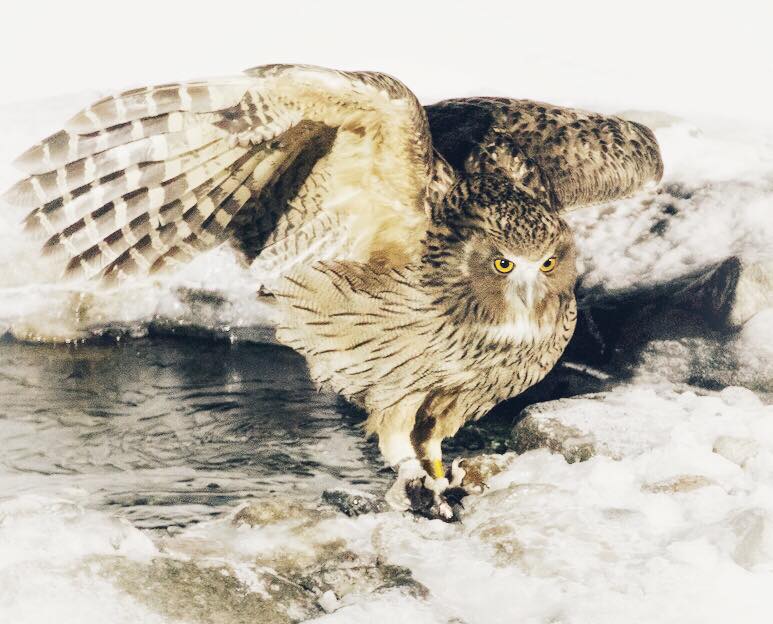  Hokkaido’s owl  