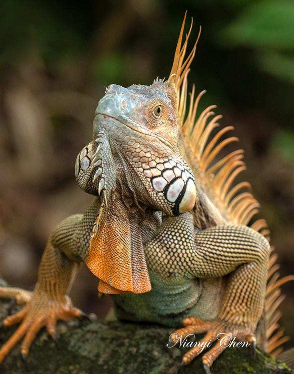  Iguana in Costa Rica 