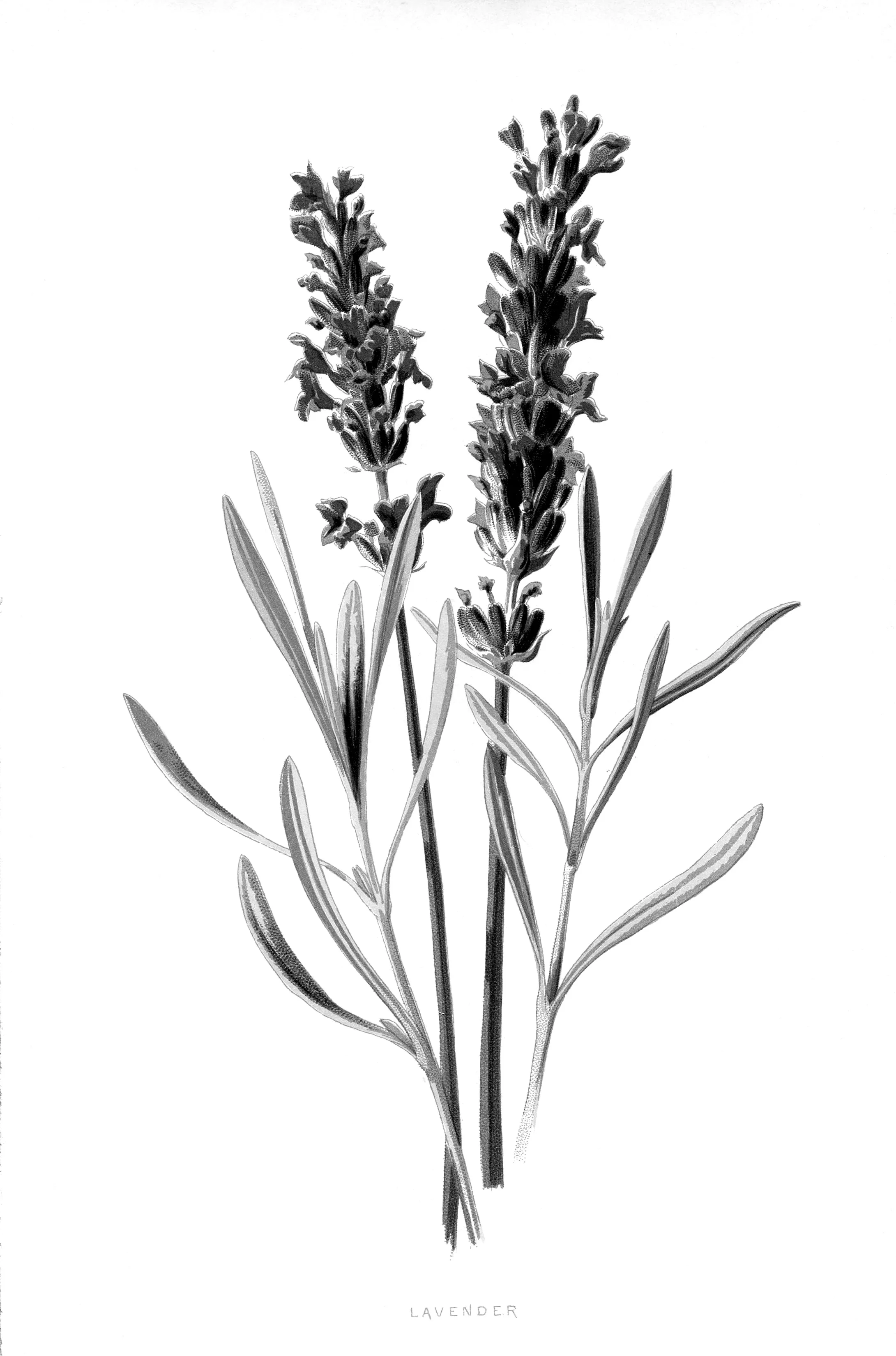 e3e146f498527c4fb6a6e9faa4174593 MONO.jpg