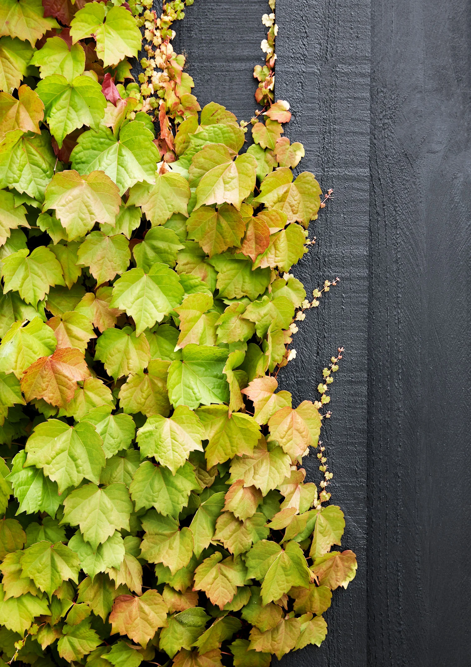 © CAITLIN MILLS PHOTOGRAPHY