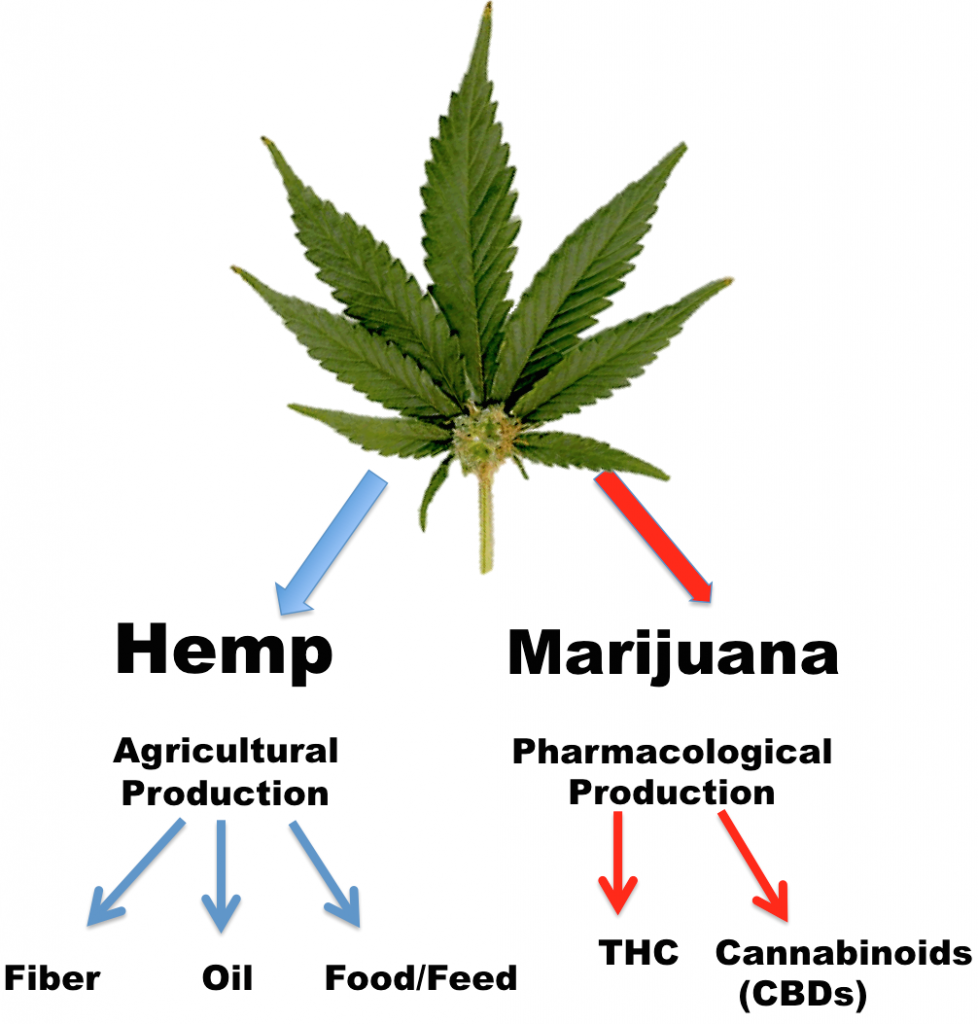 About Hemp Oil