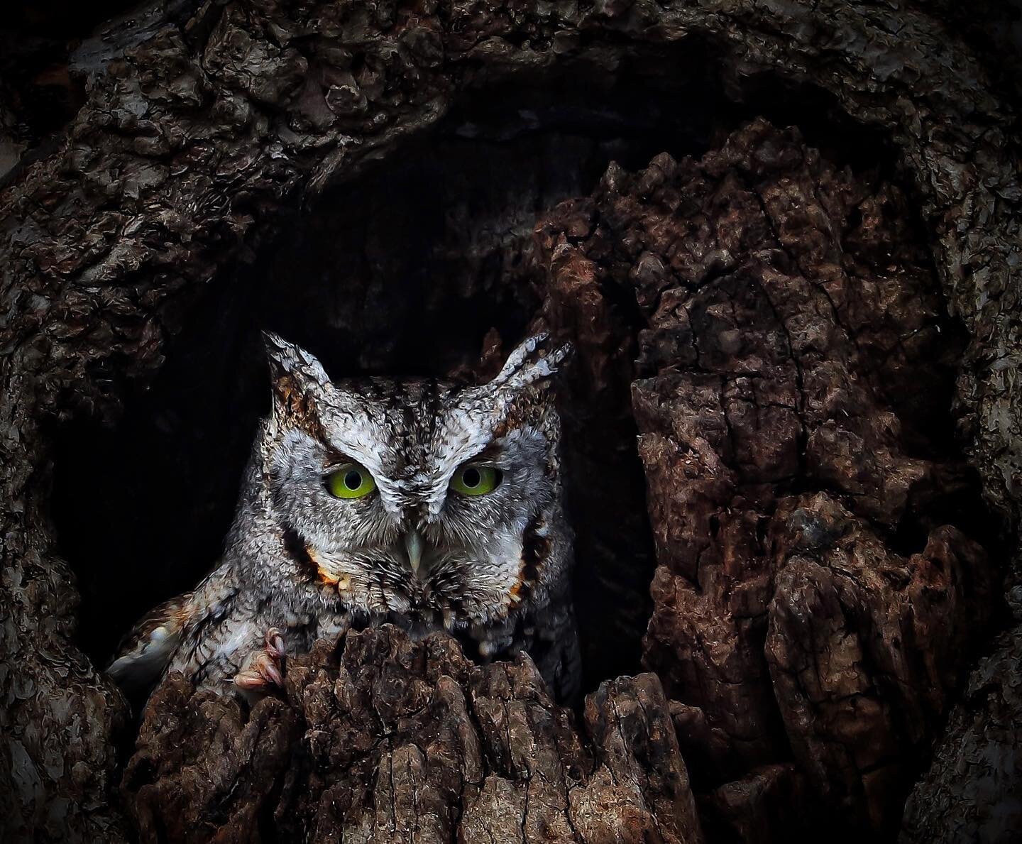 🎈34 🎈 
➖➖➖
I have been sitting on this photo for a year, marking it as one of the best experiences of my life in the natural world thus far. This Eastern Screech Owl fought off a squirrel, then stared directly at me for 15 minutes. He preened and y