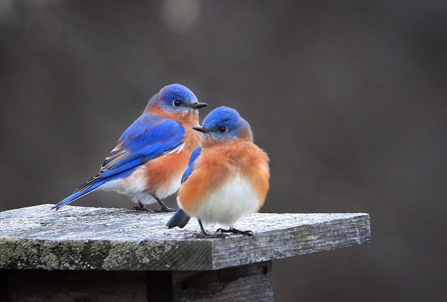 These two little bluebirds lit up my day while they were just minding their own. I watched them preen, play and fly around me while I snapped and laughed. Just two little bluebirds teaching me to Be.
-
Does anyone have little pockets of awesome they&