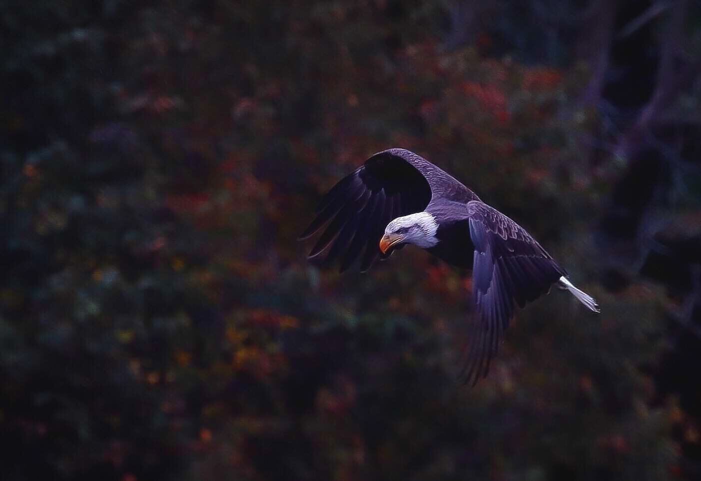 Morning routines include: fish breakfast for him and maple oat coffee for me. I snap a photo and he screams a blistering call. Sometimes he comes too close for my lens 🥸🤭
-
Incredibly lucky to have so much time with this beautiful creature.
-
Thank