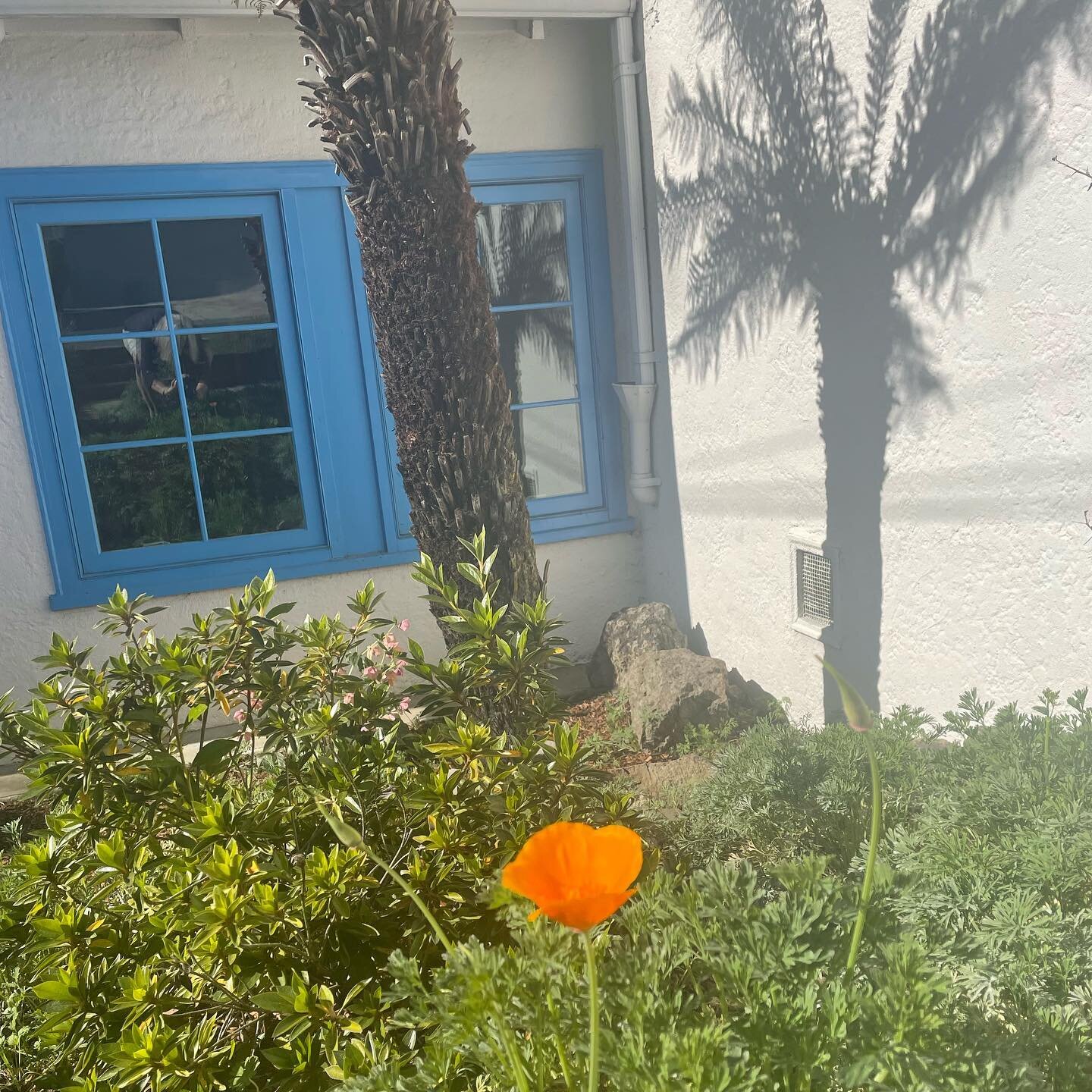 My Friday afternoon moment of Zen: The first California poppy of 2022 has flowered our front yard and the magnolia tree is blooming. #berkeley #california #californiapoppy