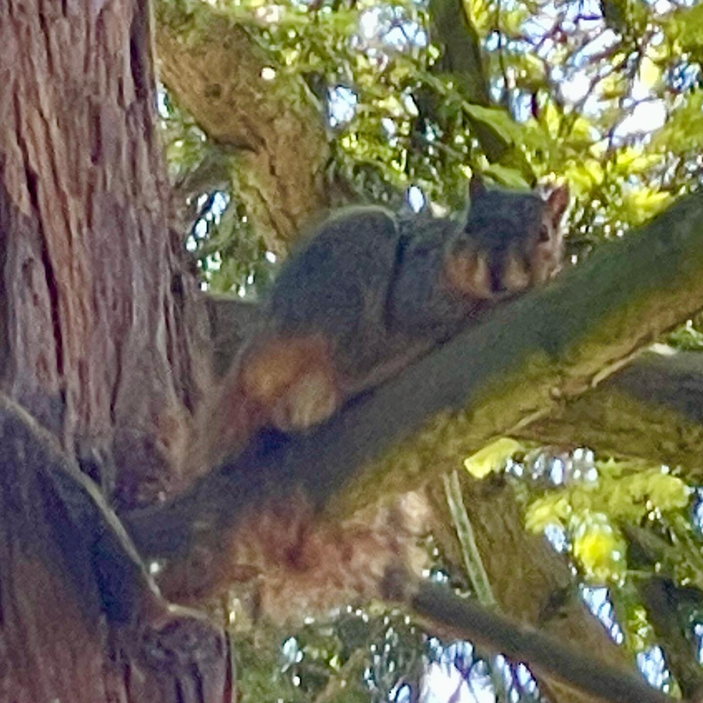 The weekend Northern California heat wave has one of our normally hyperactive backyard Berkeley squirrels chilling out high in the redwood. #berkeley #california #heatwave #squirrel
