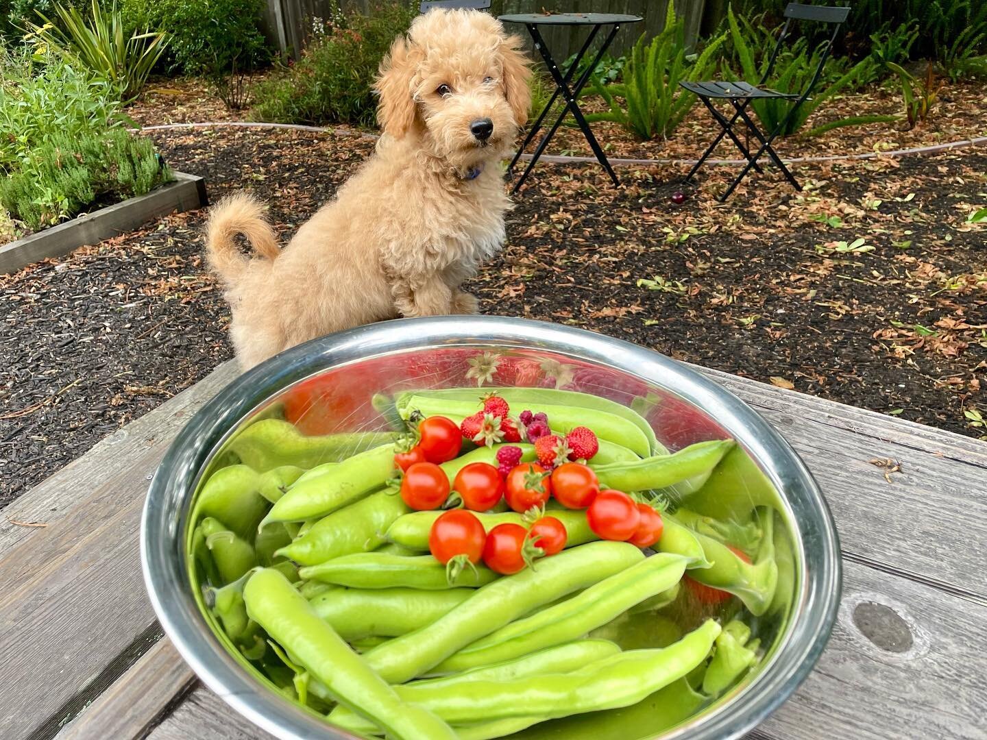 Did some backyard farming today, harvesting fava beans, tomatoes and a few strawberries and raspberries. Bo, my new assistant, was mainly interested in harvesting strawberries into his mouth. Also picked a lemon and some thyme to make fava bean brusc