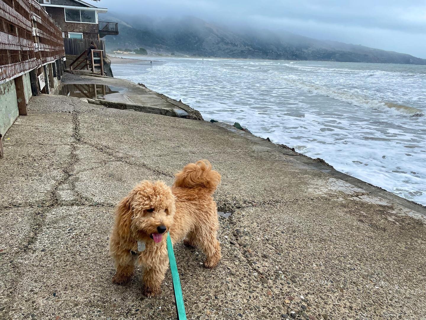 Bo&rsquo;s Bo surf report for Wednesday: conditions are way suboptimal today. But I did enjoy barking (foolishly) at that coyote on the way to the beach. #surf #surfing #westmarin