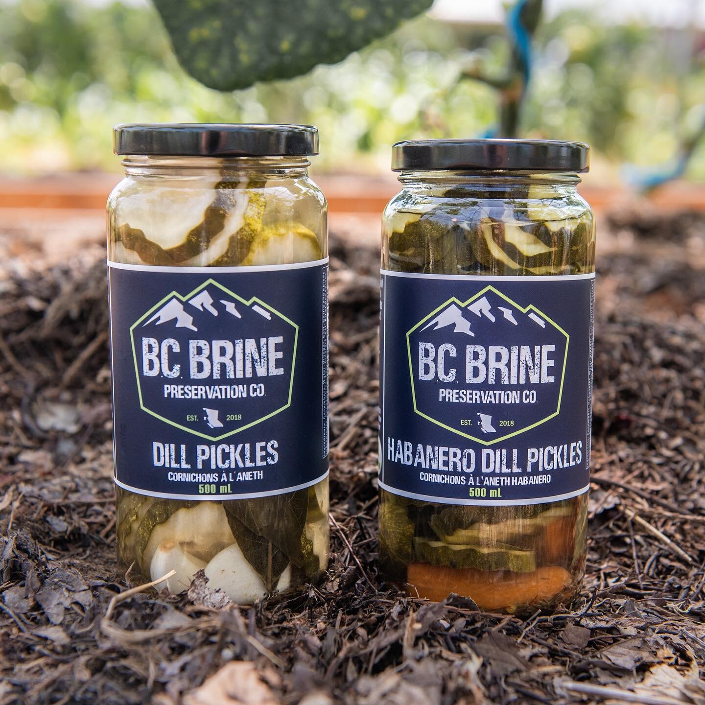 Why small batch pickles? Because they are amazing!
🥒
Every jar of B.C Brine is hand packed in Falkland, B.C. at their facility which allows the highest level of quality control. They care about creating gourmet pickles with simple ingredients and fr