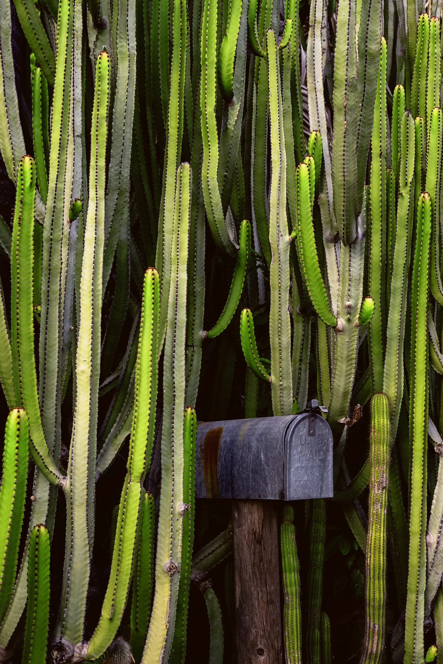 Cactus.US.Mail.jpg