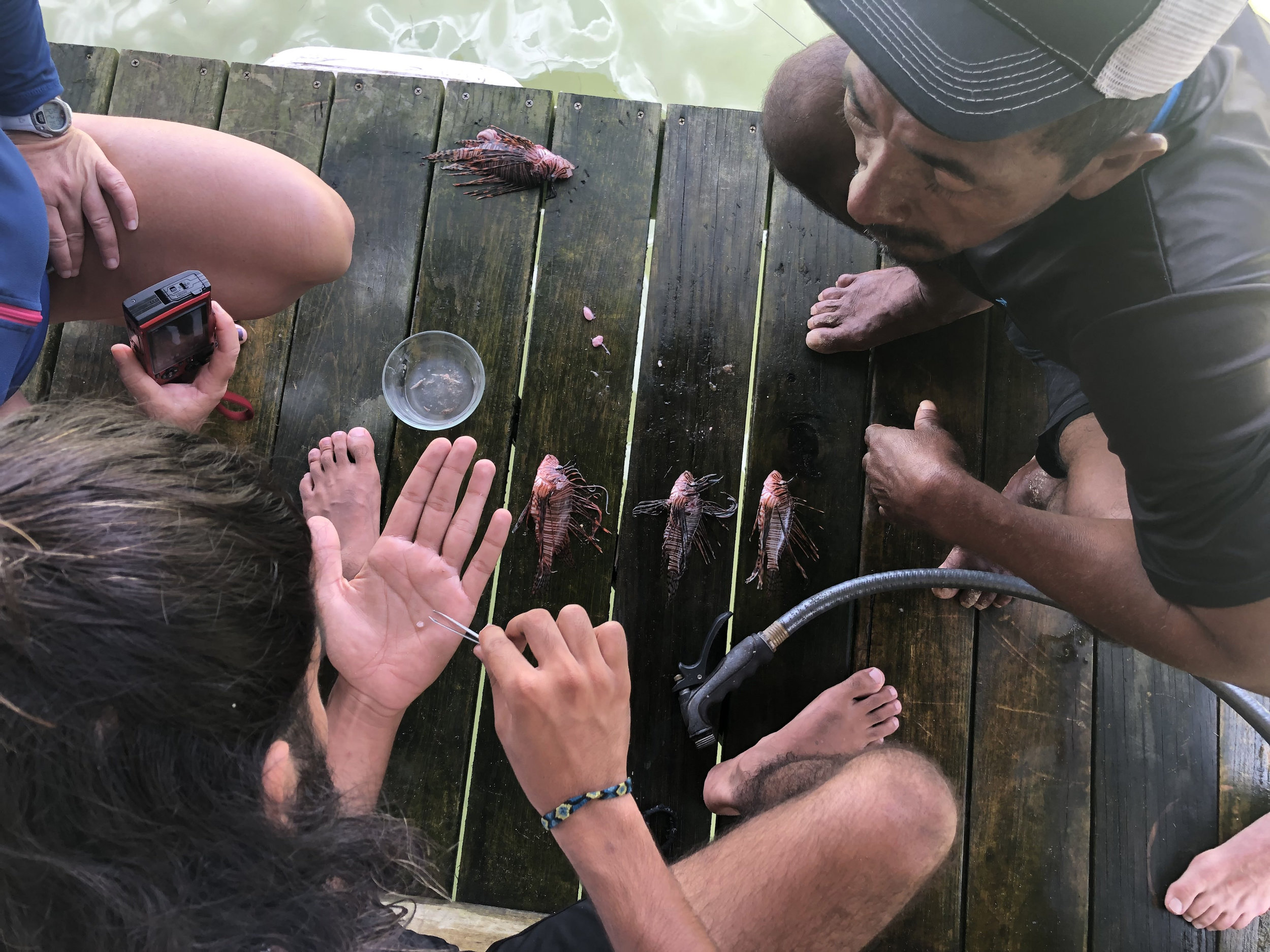 lionfish spearfishing