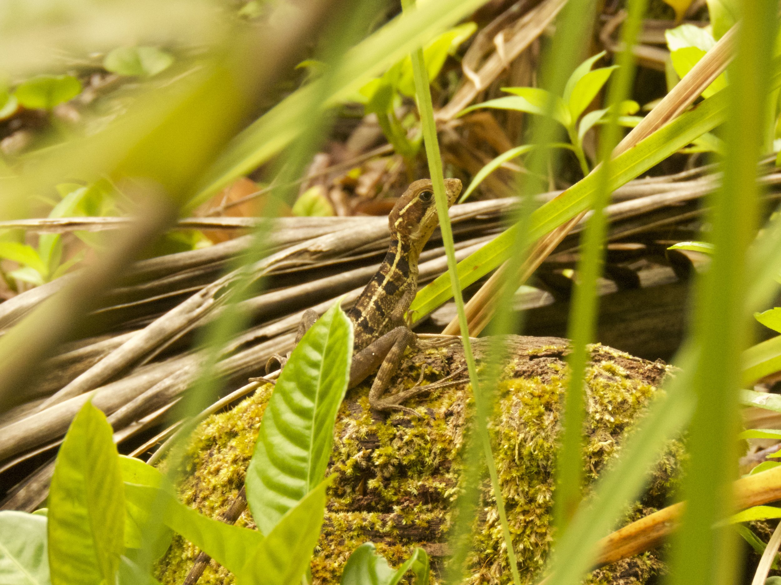 Casa Cayuco Lodge Adventure Hikes