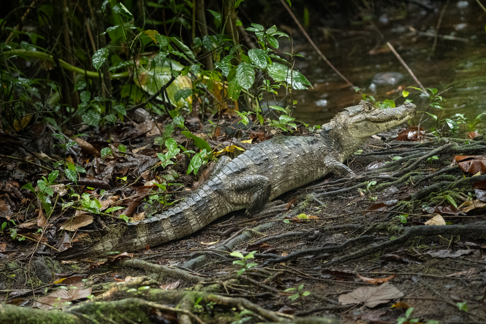 Casa Cayuco Lodge Adventure Hikes