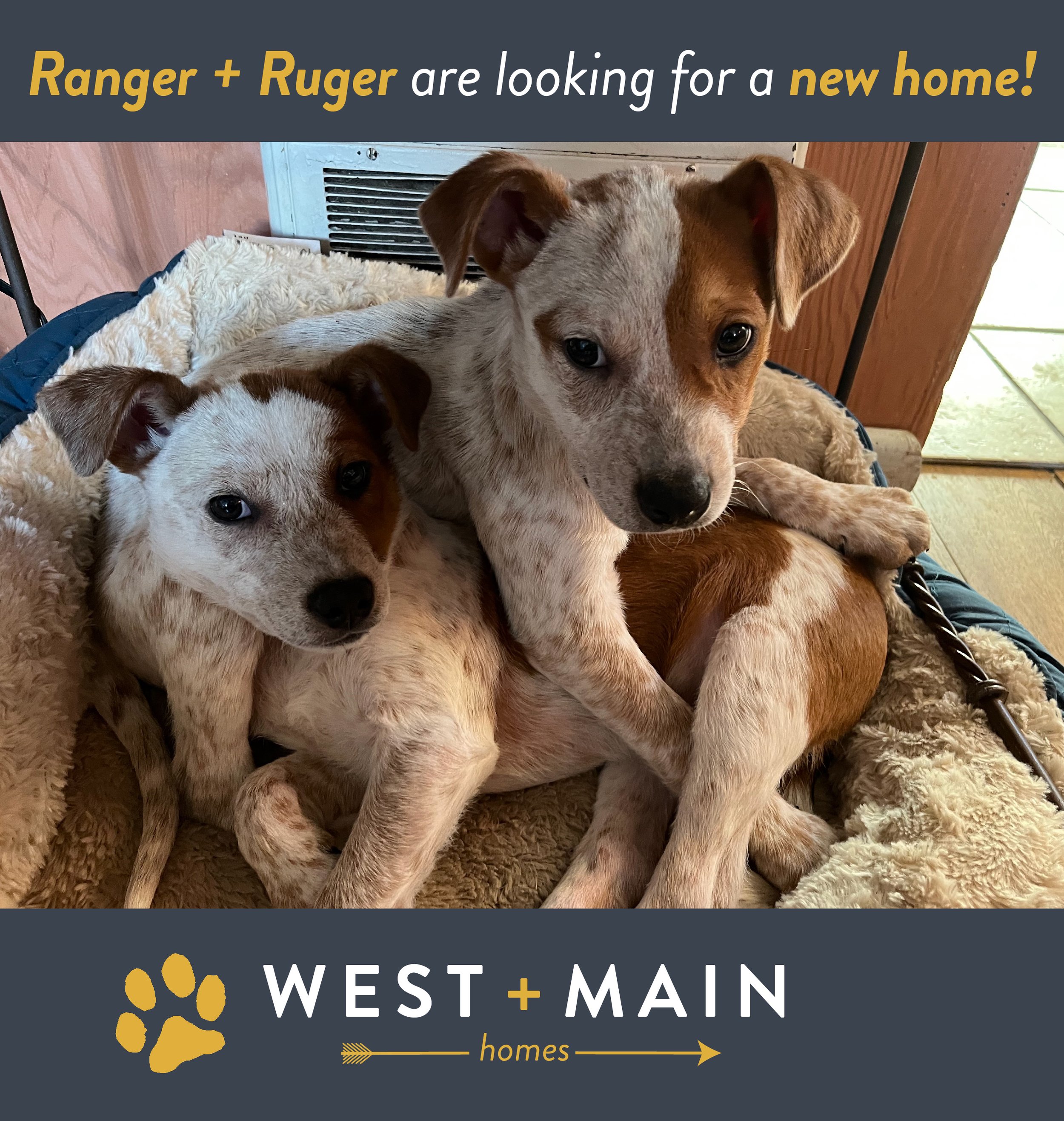 Find a Dog a Home: Meet Ranger + Ruger — West + Main Find a Dog a Home: Meet Ranger + Ruger — West + Main