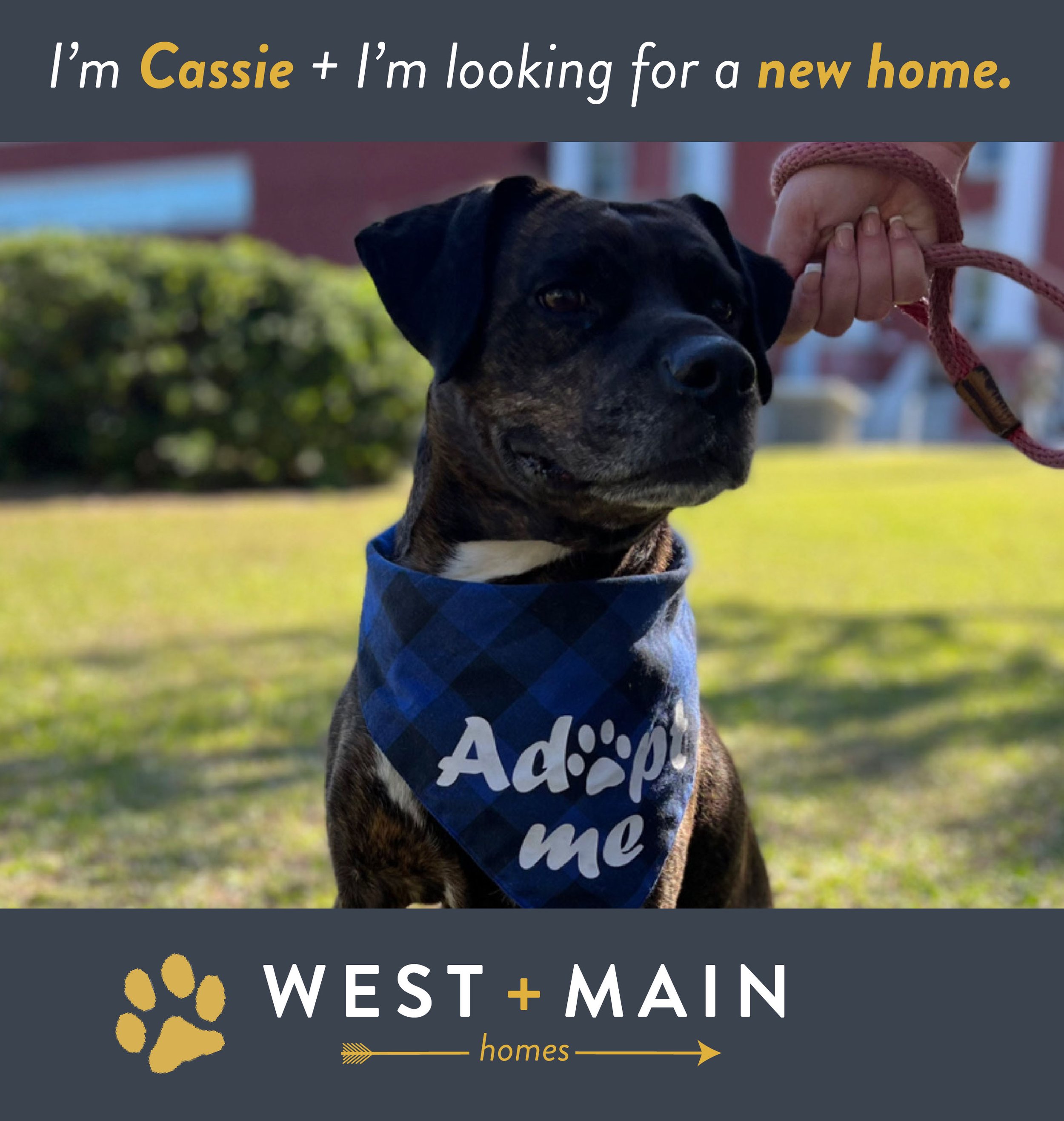Find a Dog a Home: Meet Cassie — West + Main Find a Dog a Home: Meet Cassie — West + Main