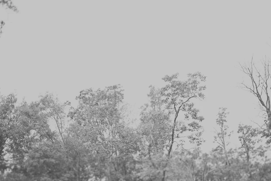 Monte Sano State Park Wedding Photographer