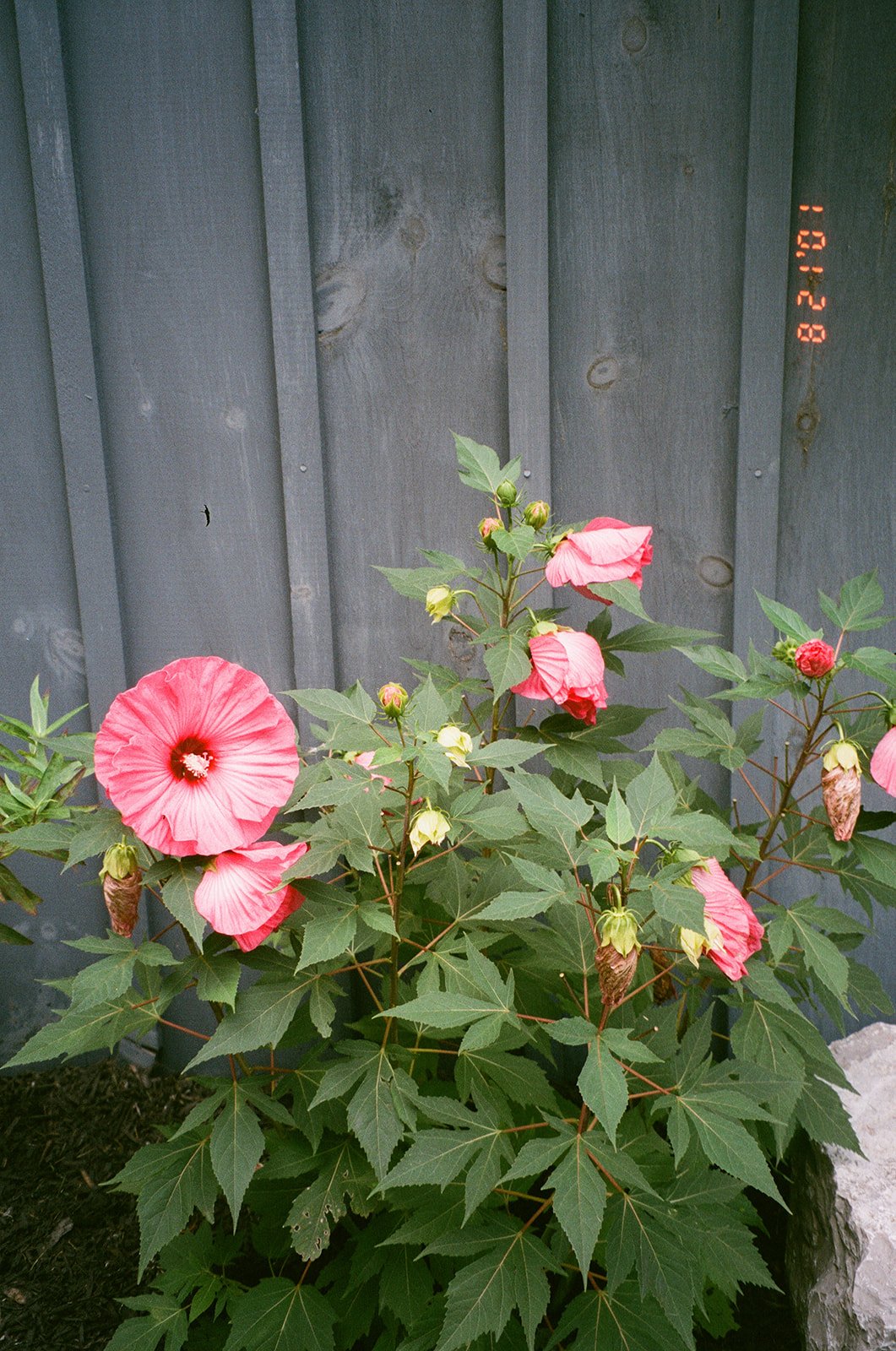 K+J - Film-000047570036Minden Ontario wedding 35 mm film wedding photographer.jpg