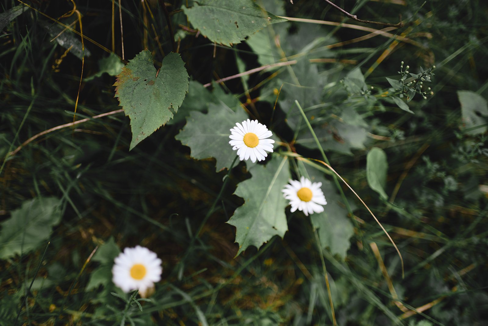 Minden Ontario wedding film elopement photographer 10.jpg