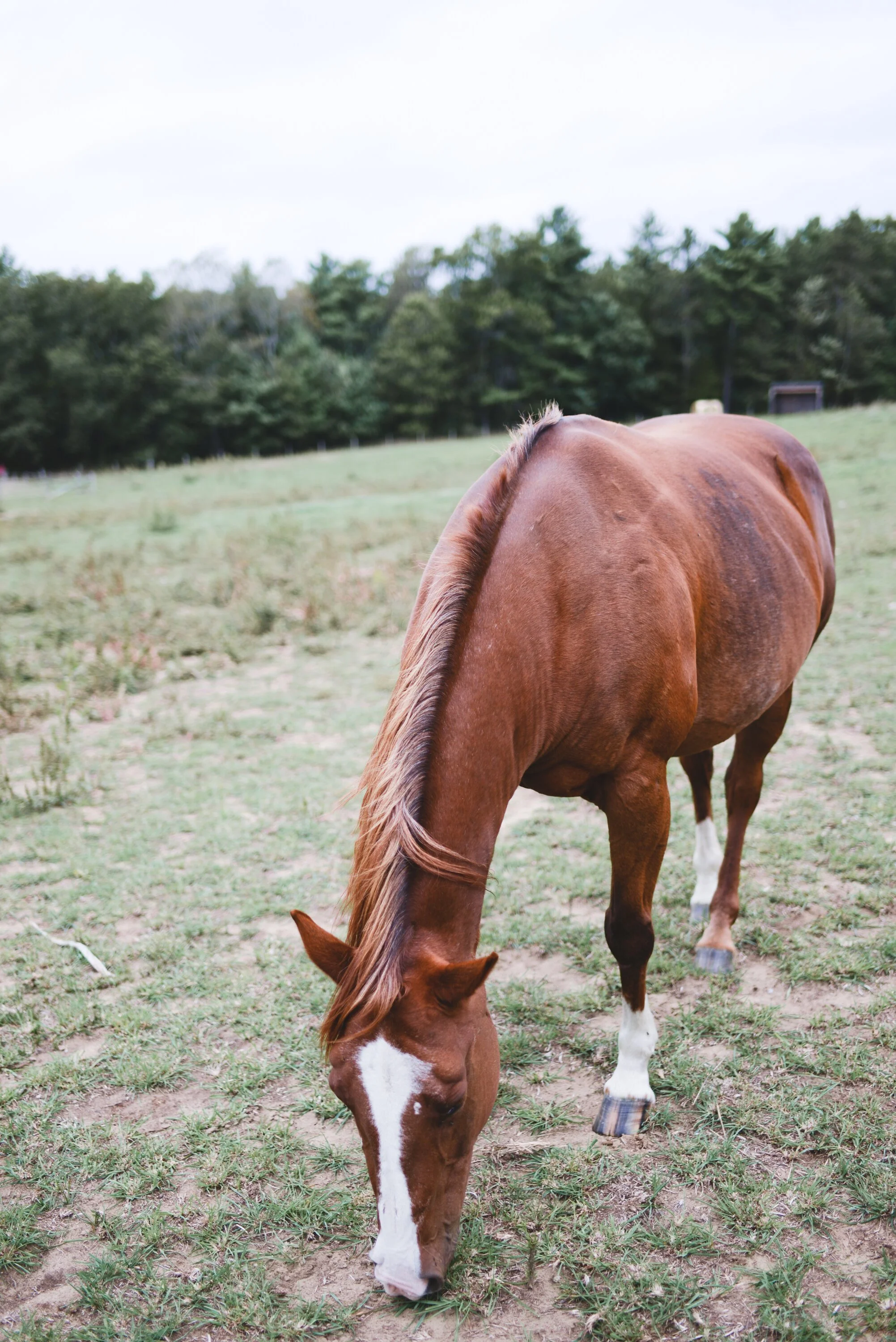 Whispering Springs horse grazing