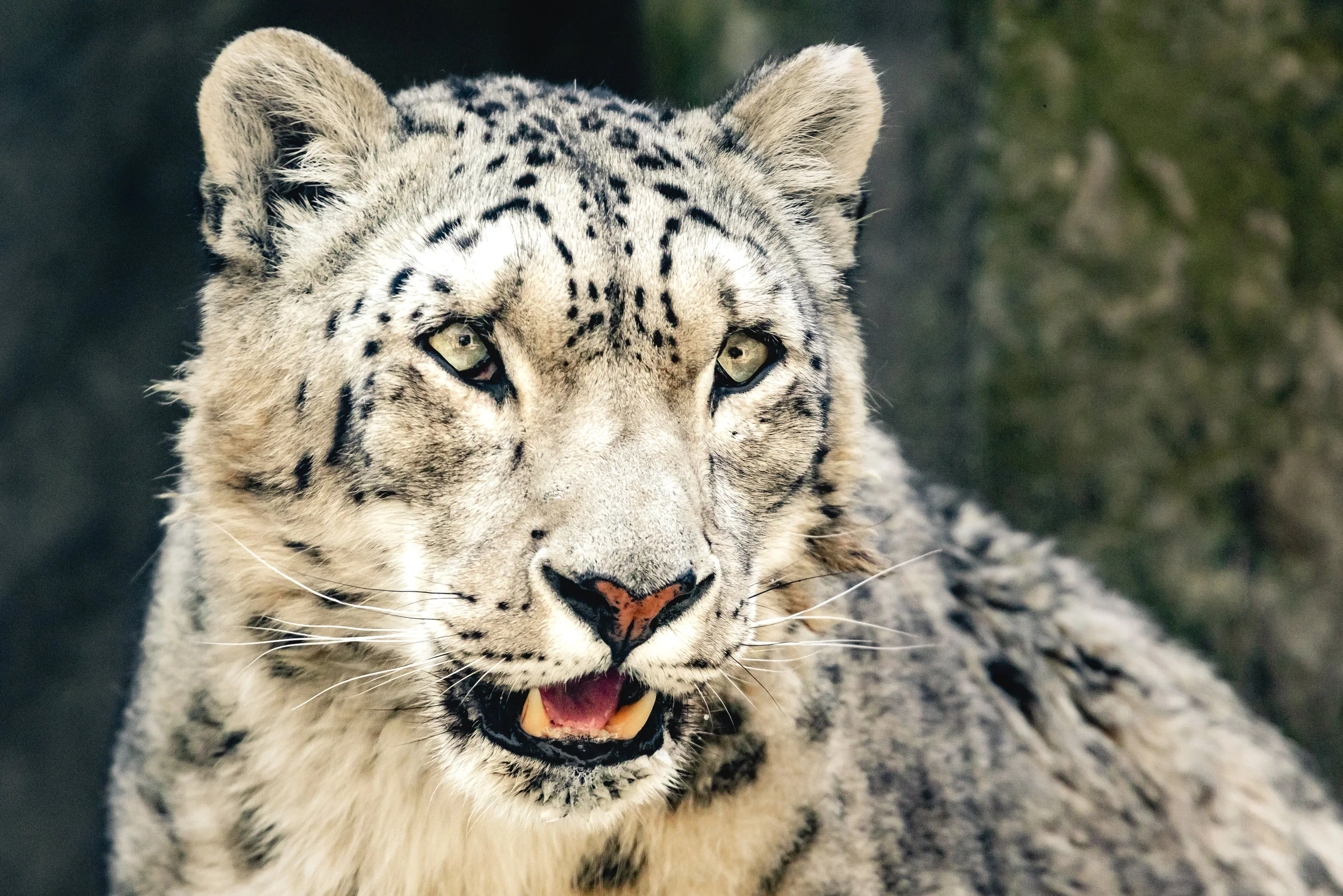 2019.04.28_AkronZoo_05.jpg