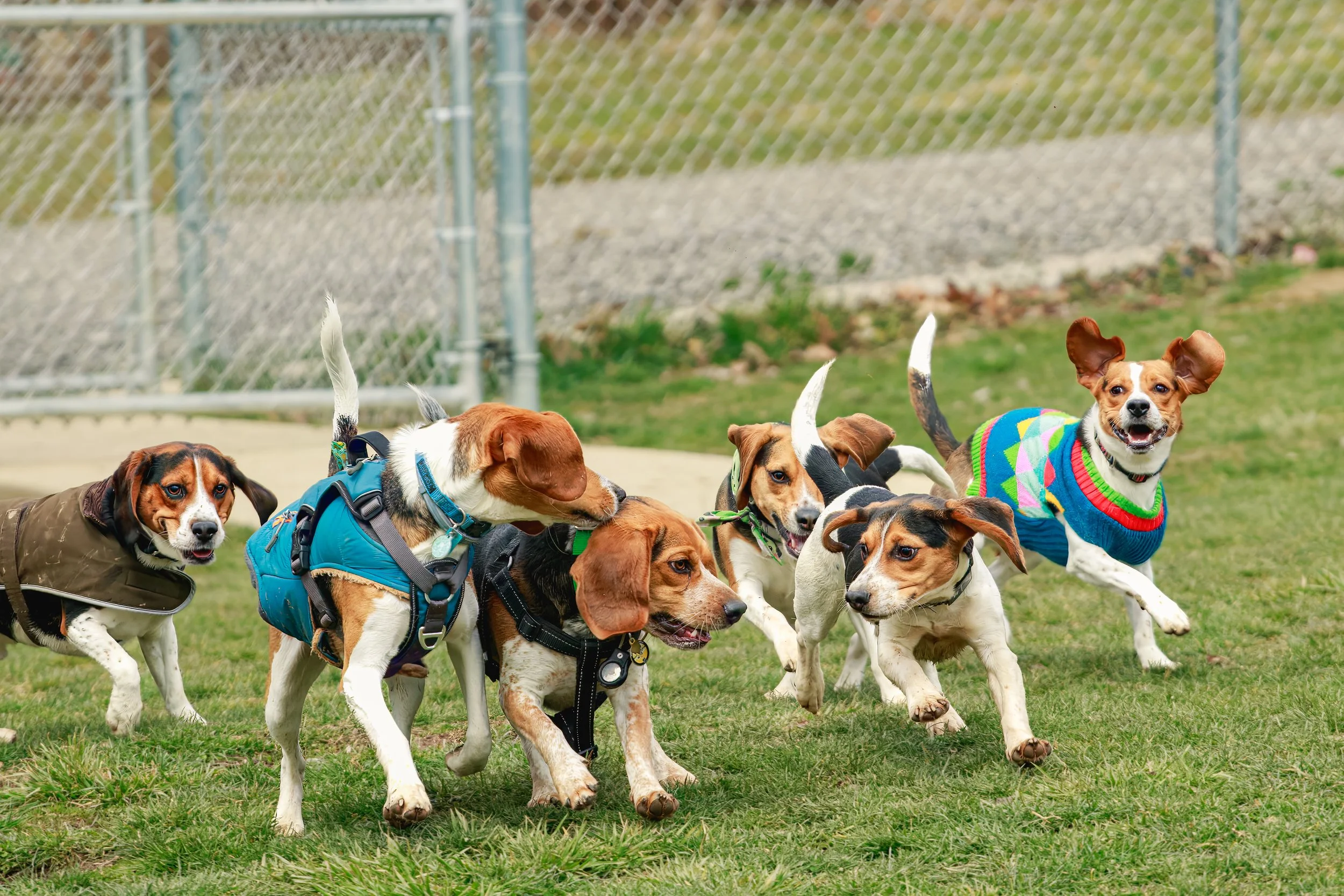 20230318-Portfolio-Portraits-Animals_PBH-01.jpg