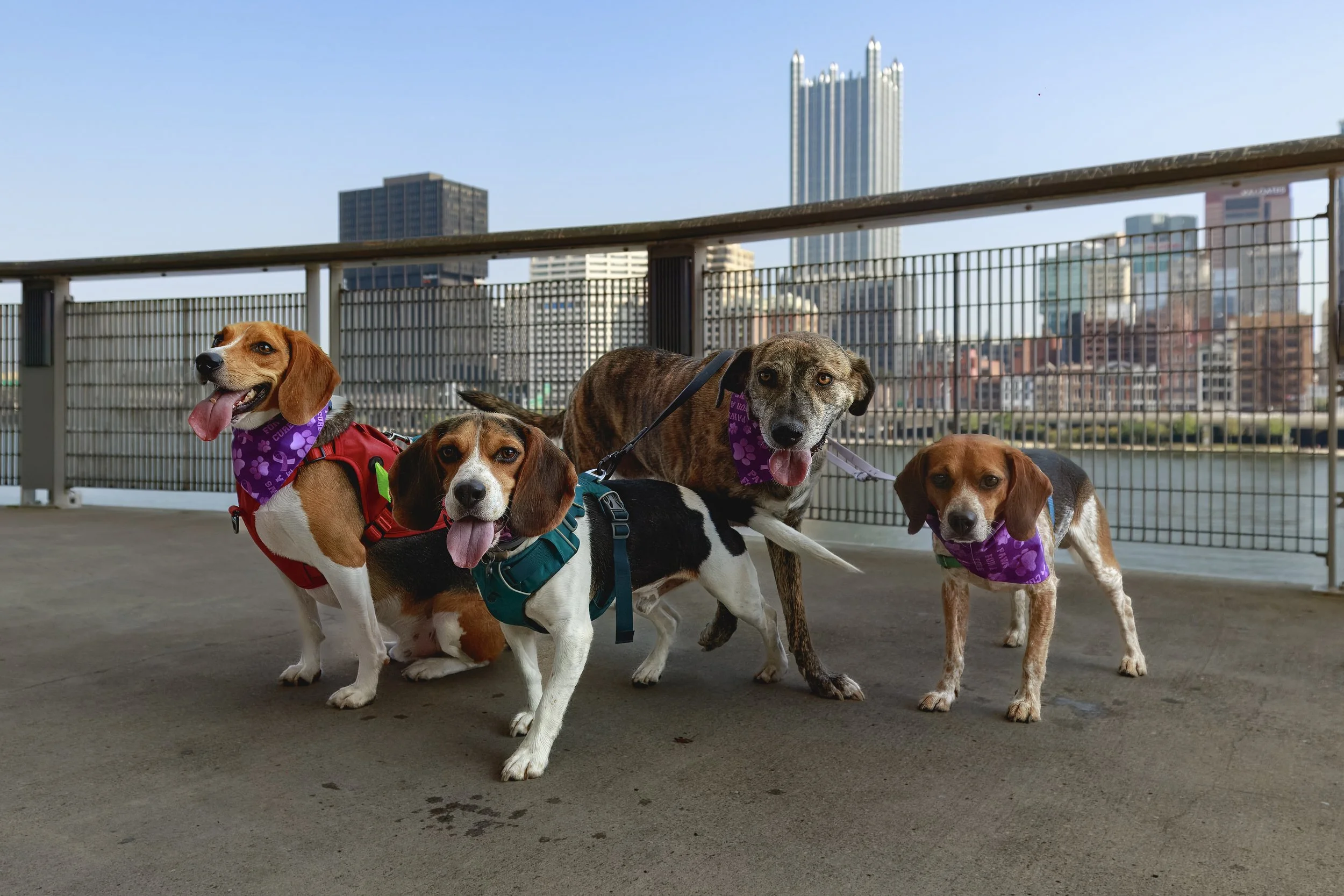 20240825-BennyTheRescueBeagle_PawsForACure-08.jpg