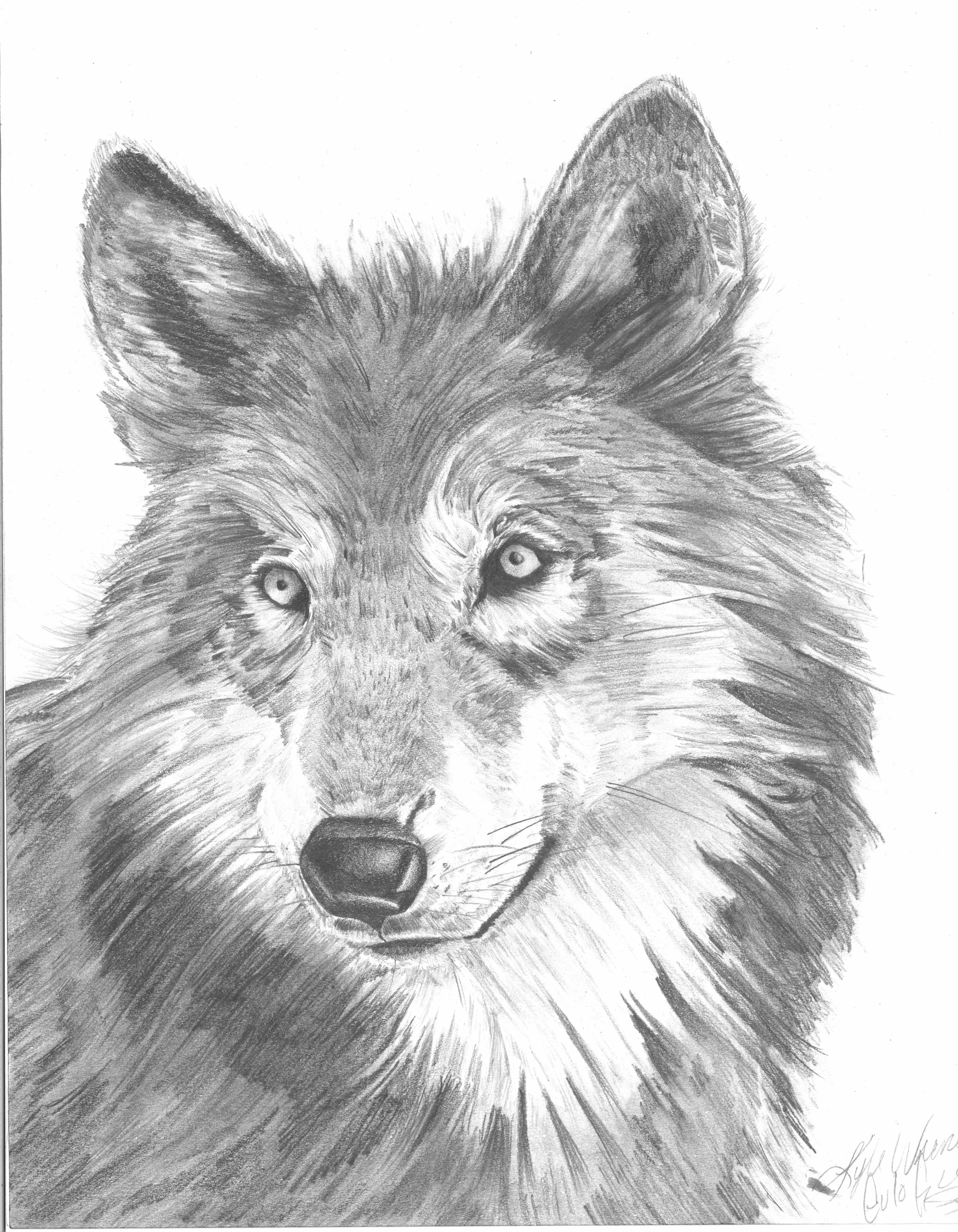 kyle wolf.jpg