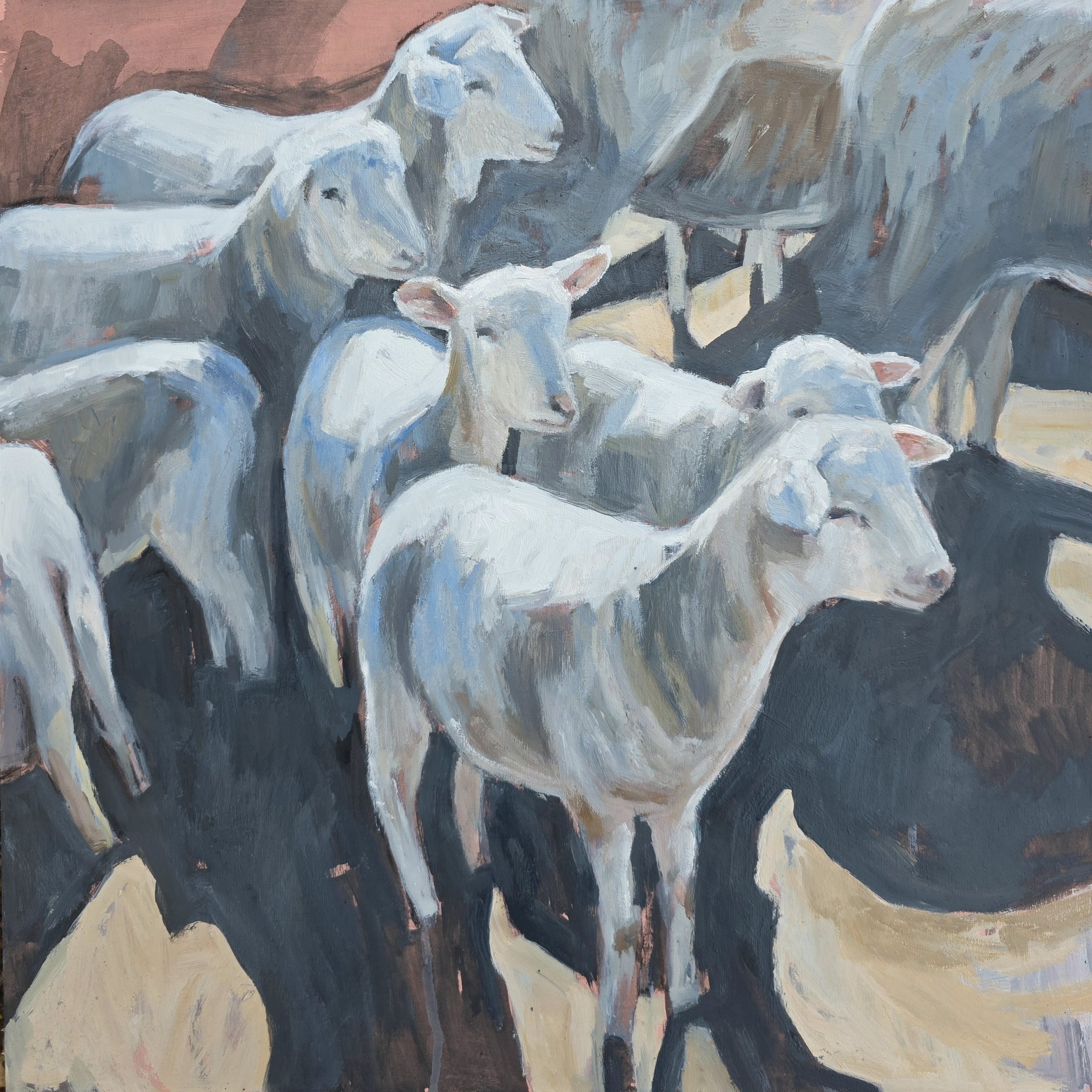 New season lambs.jpg