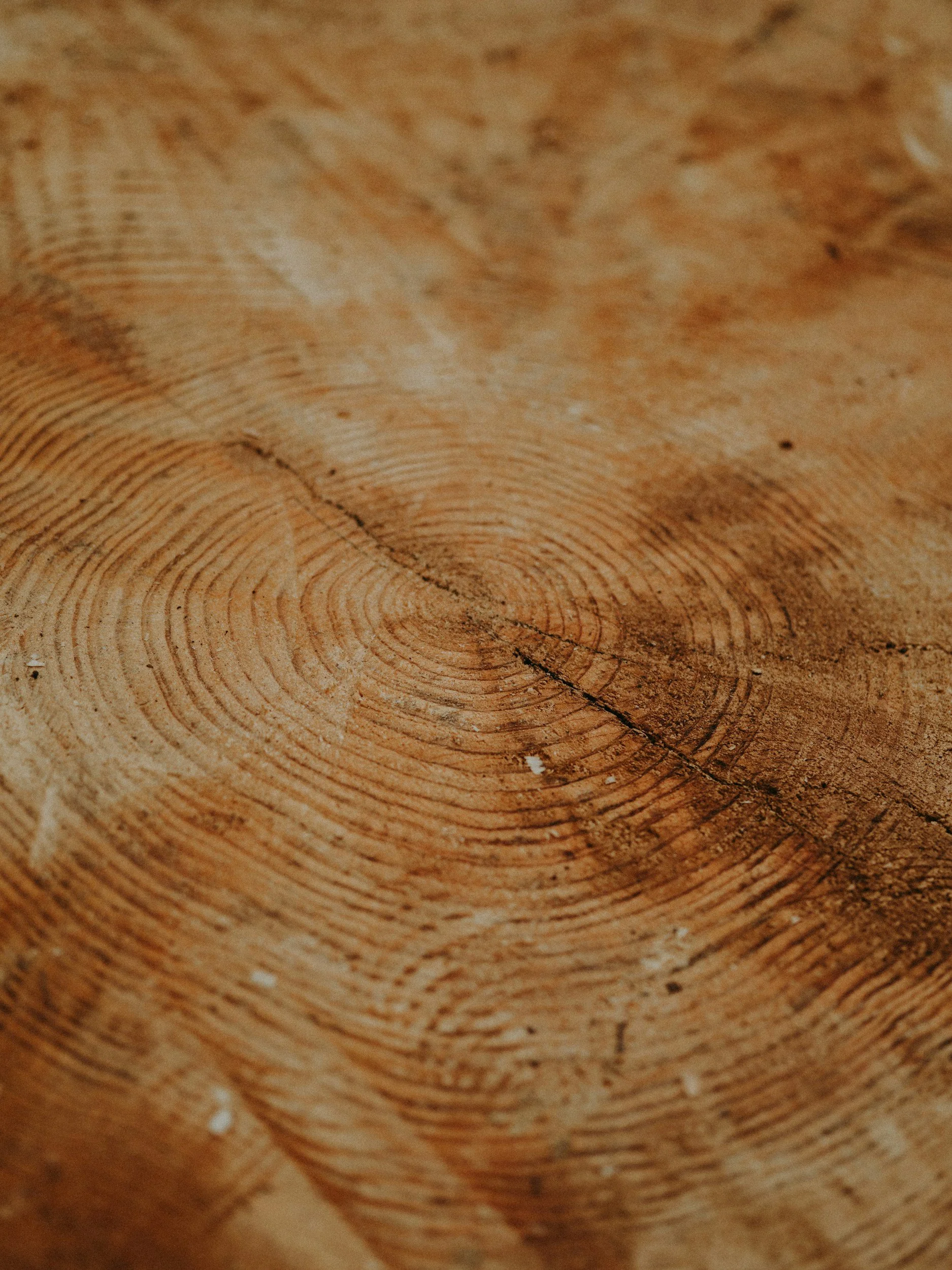 Close-up image of tree rings on a wooden surface.