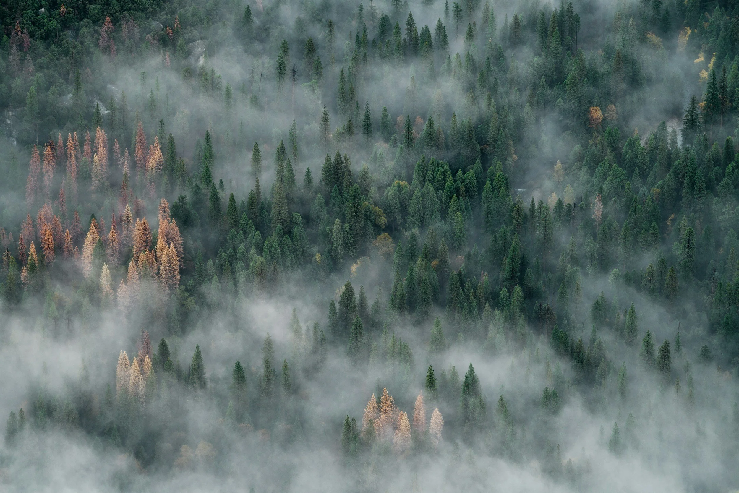 A dense forest with various evergreen trees shrouded in mist.