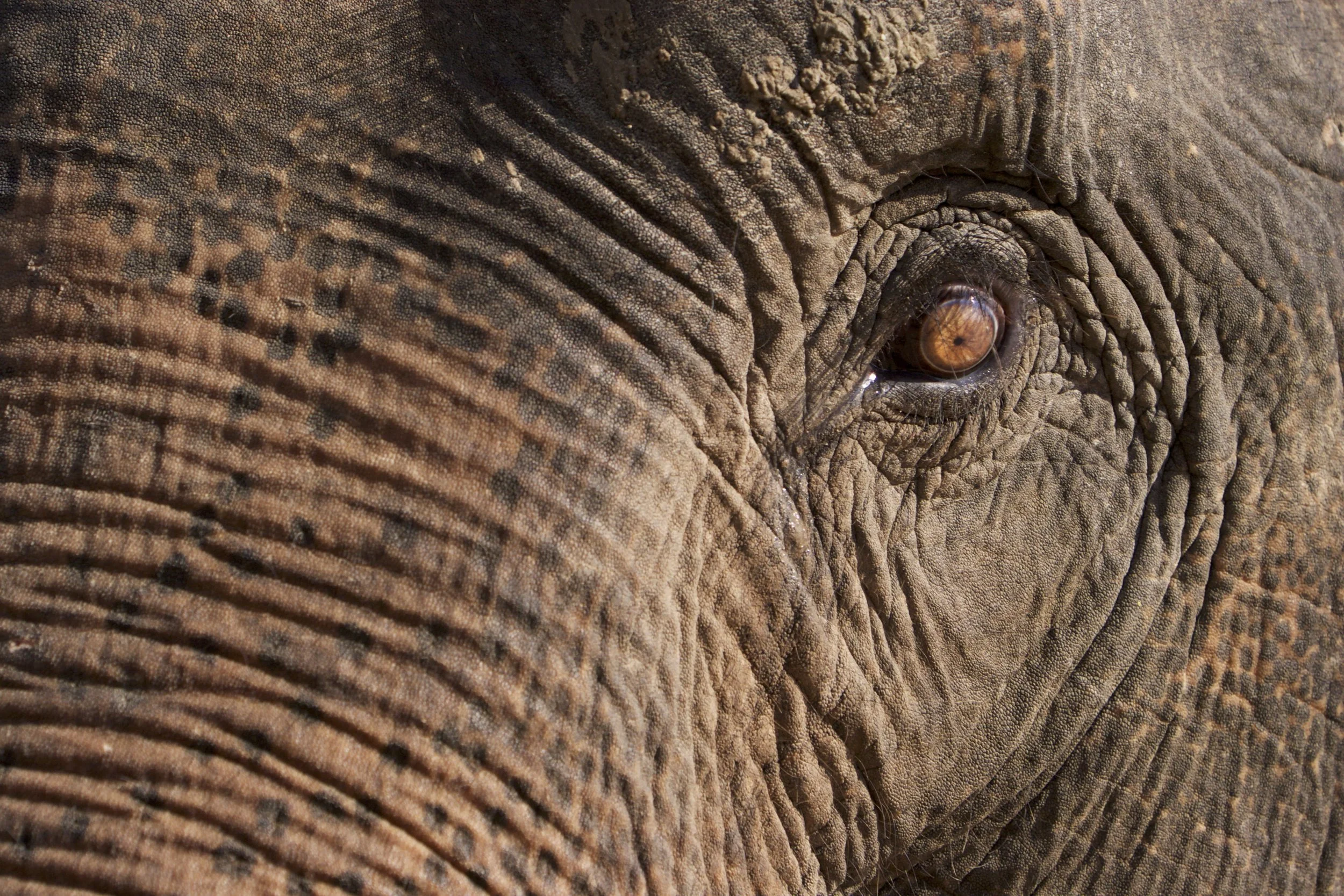 Close-up of an elephant's eye surrounded by wrinkled gray skin and textured details.