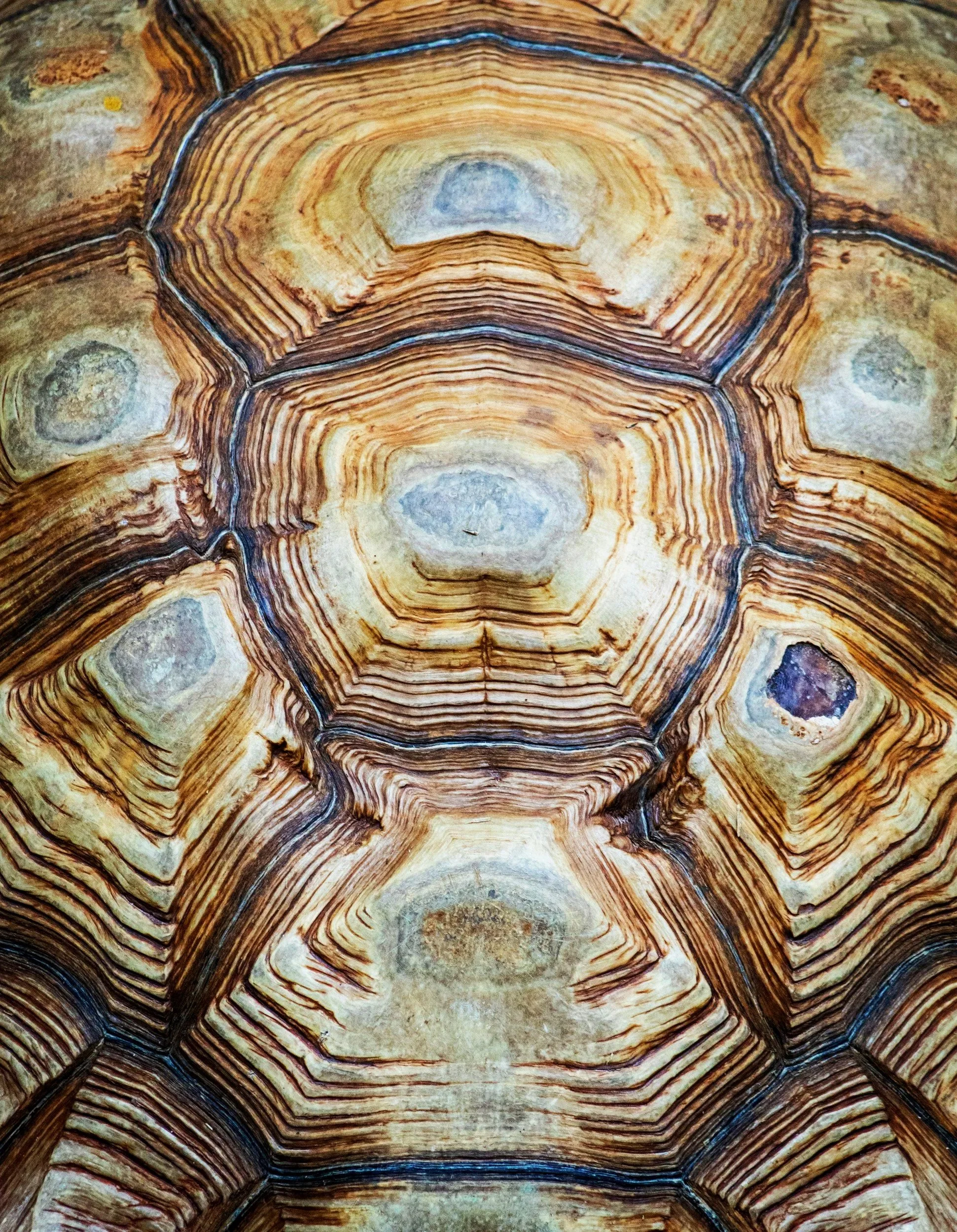 Close-up of a polished, multi-layered, brown and beige petrified wood surface with concentric rings and patterns.