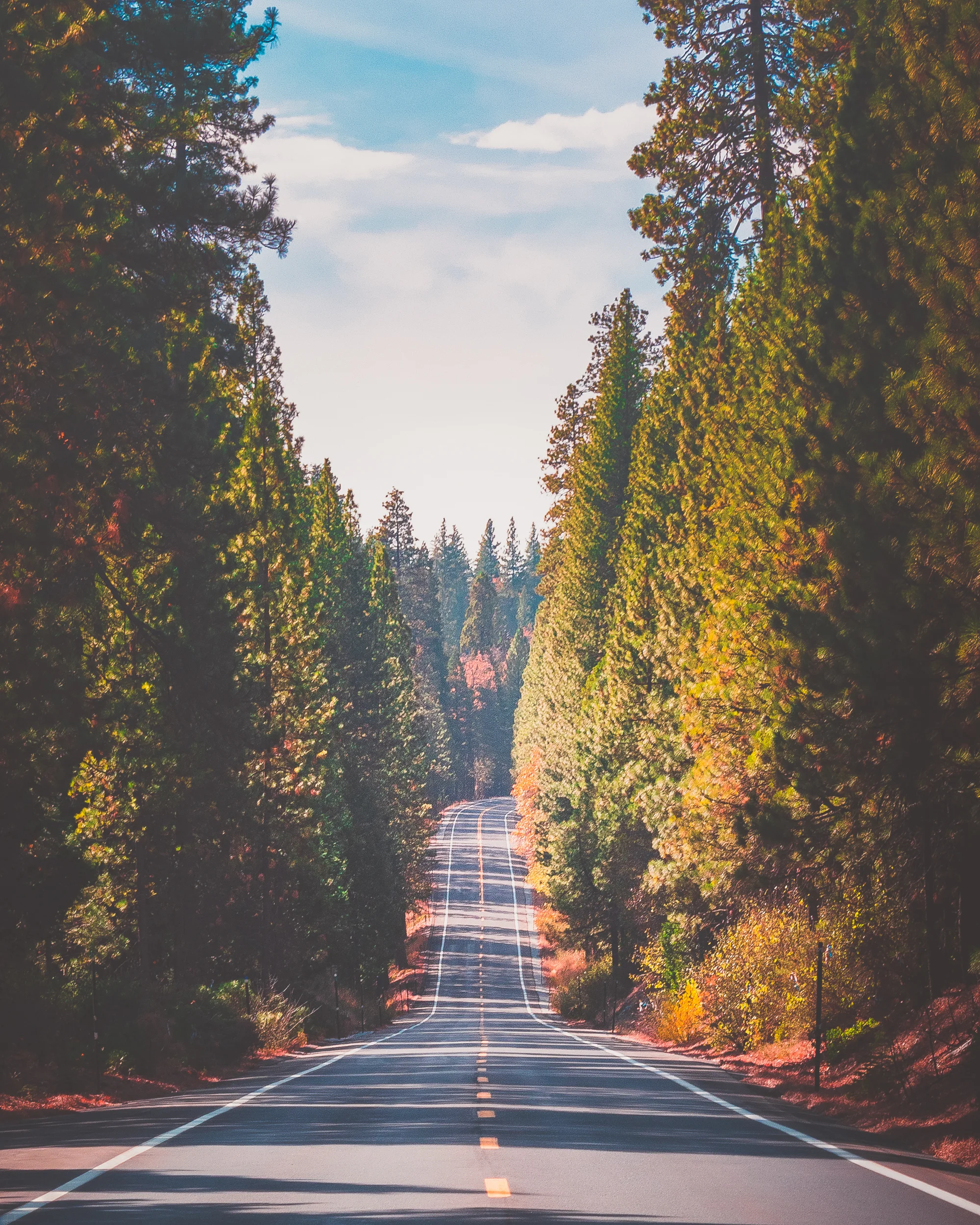 C by Eva : San Francisco Bay Area Photographer