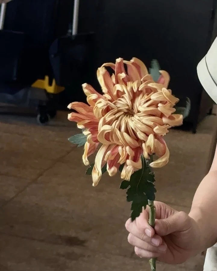 #kottbatt_behindthescene

Crysanthemums Vienna Copper ✨ from China