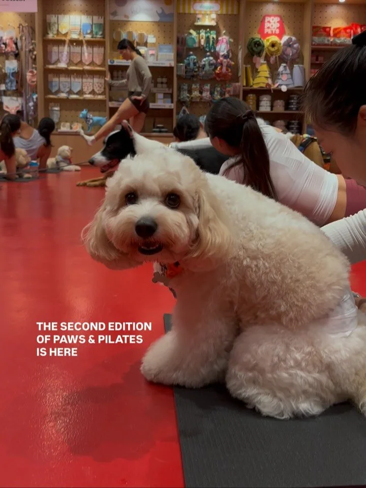The second edition of Paws & Pilates is here! 🐾🧘‍♀️ Off Duty Pilates and Pop Pop Pets are teaming up to bring back our exclusive mat pilates class for you and your dog on 18 Oct at Pop Pop Pets, New Bahru.
Get ready to connect with your fu