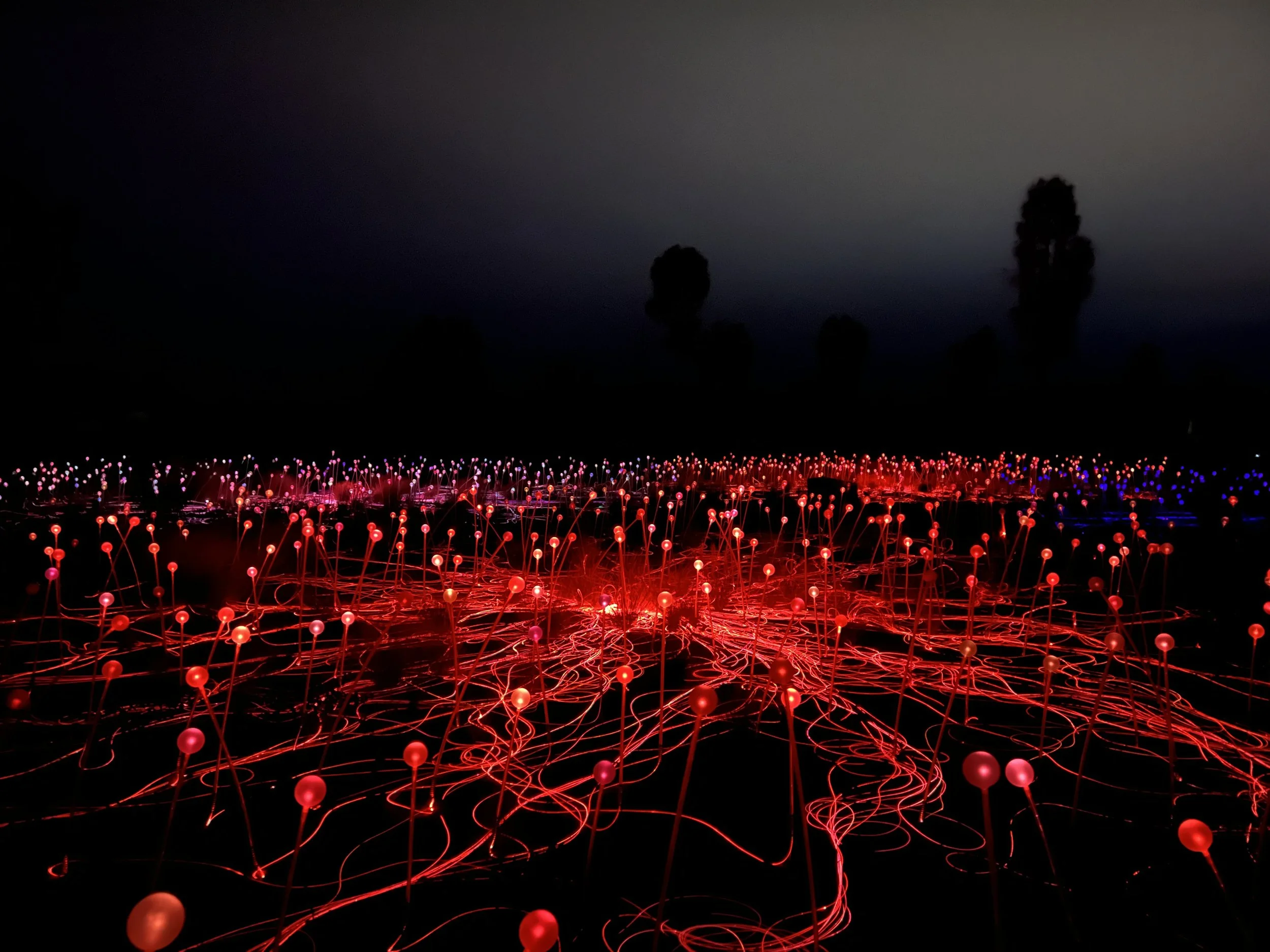 Field of Light Uluru, April 2022